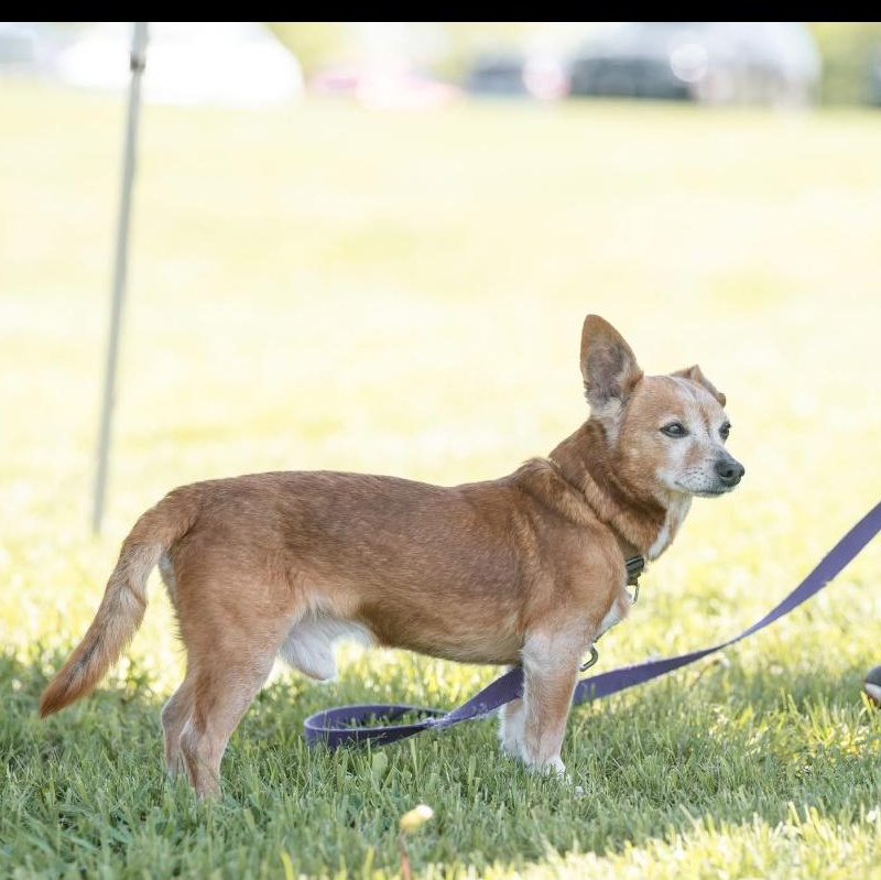 Enlarge Bear, a Adoptable mixed breed in West Grove, PA image 2/6