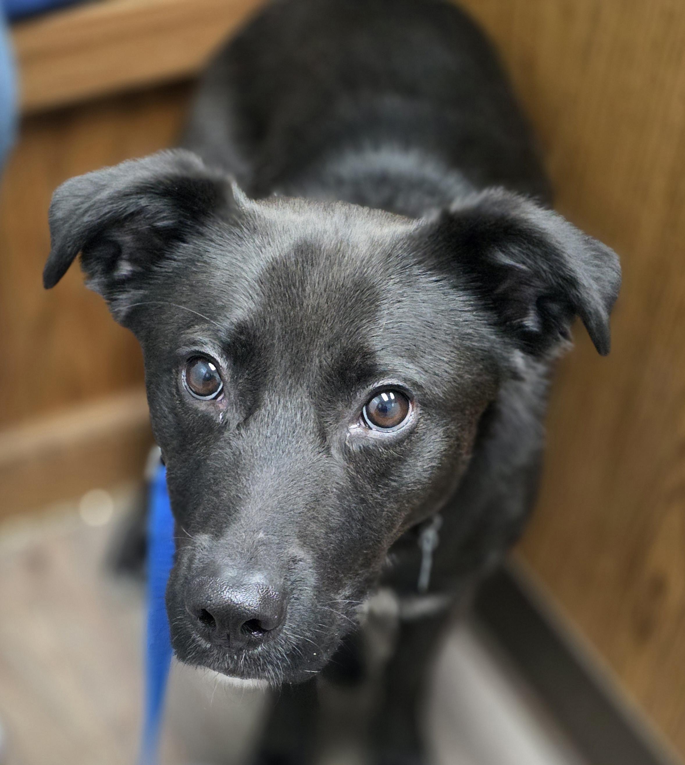 Jovi, ADOPTABLE, Adult Male Labrador Retriever.