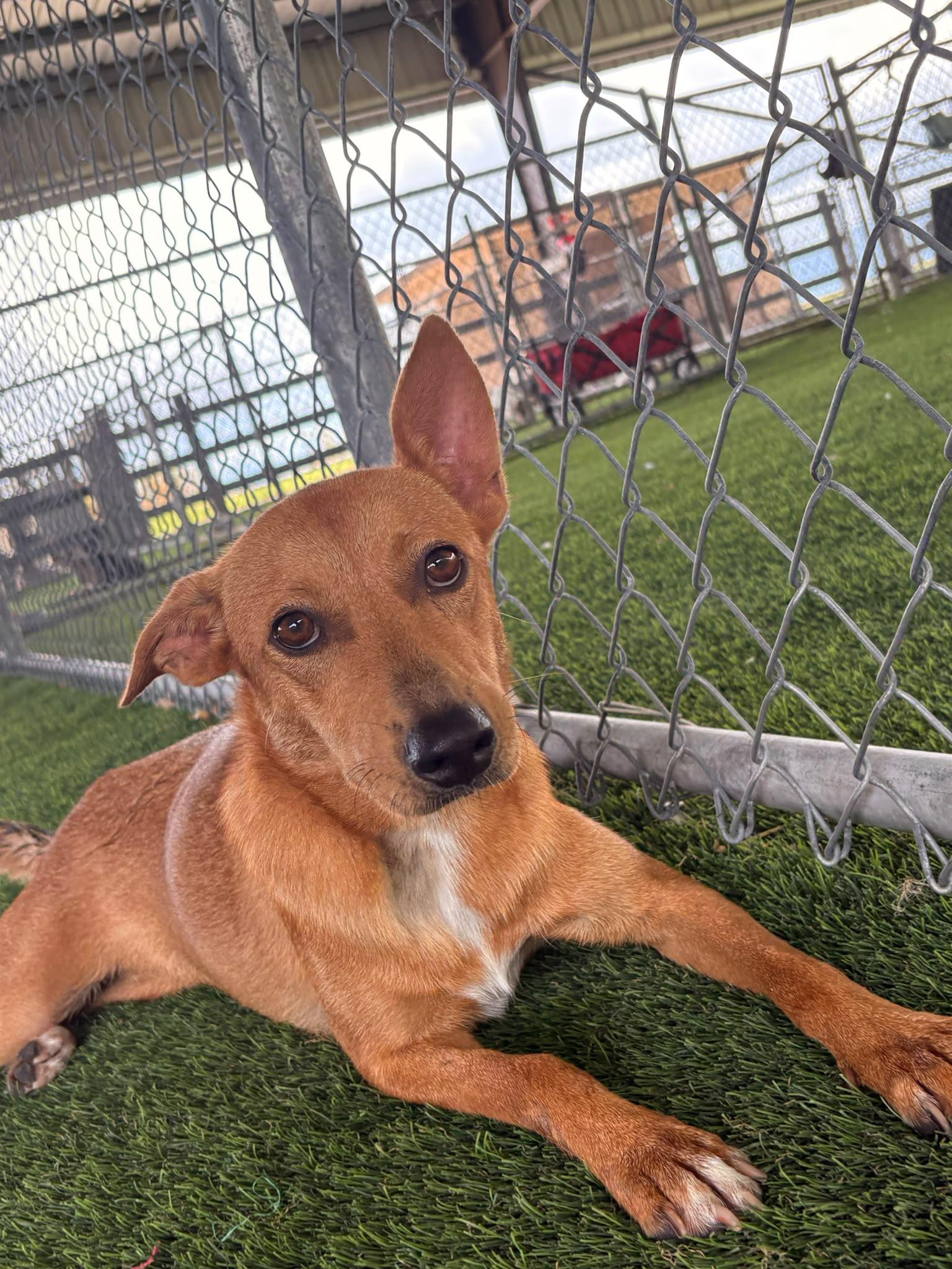 Sugar, a ADOPTABLE Mixed Breed in Morristown, NJ image 1/4