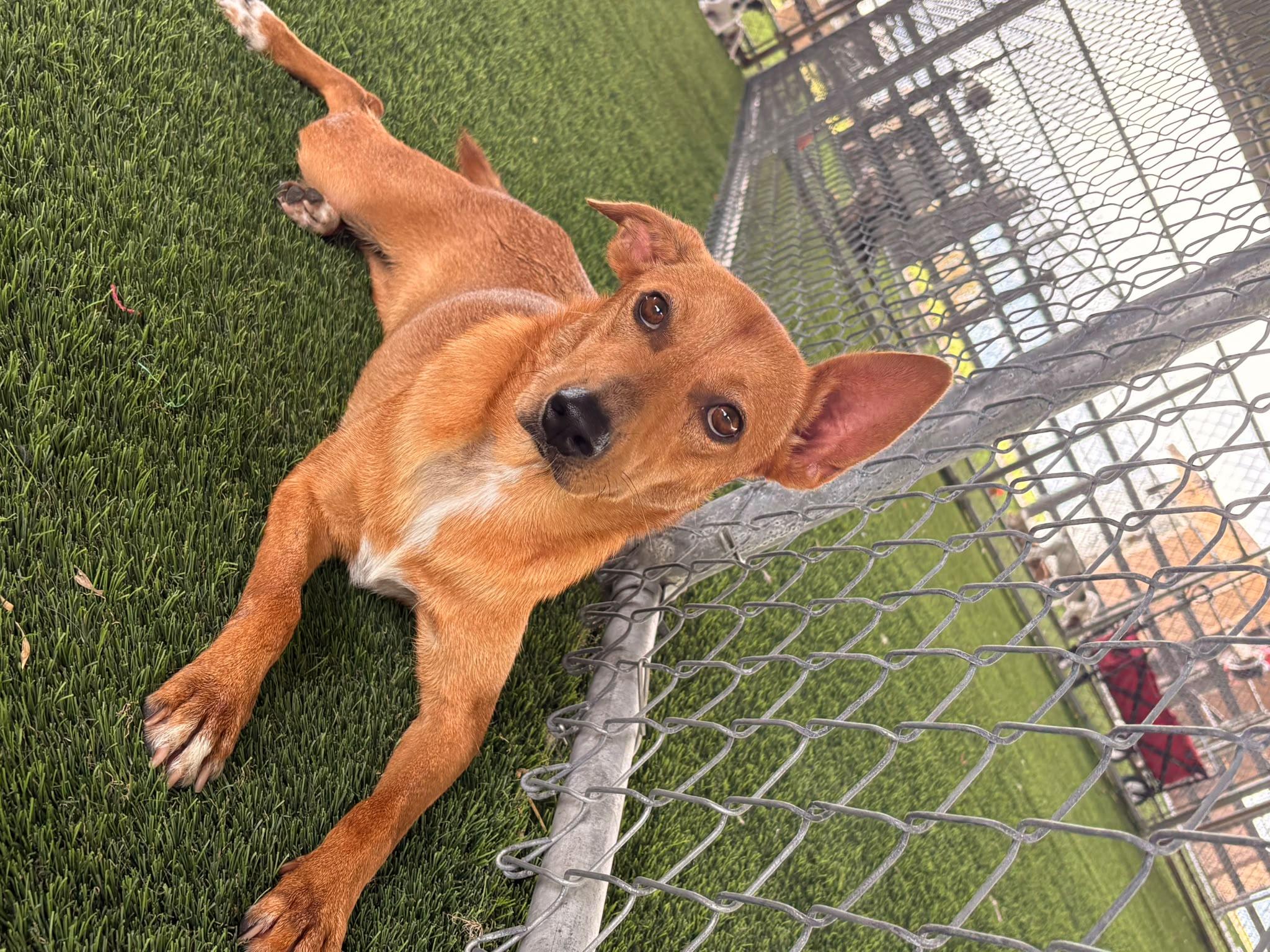 Sugar, a ADOPTABLE Mixed Breed in Morristown, NJ image 4/4