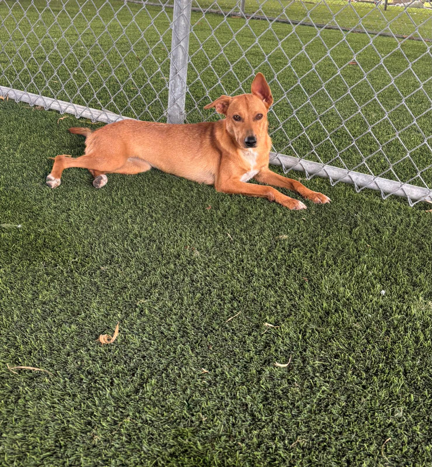 Sugar, a ADOPTABLE Mixed Breed in Morristown, NJ image 3/4