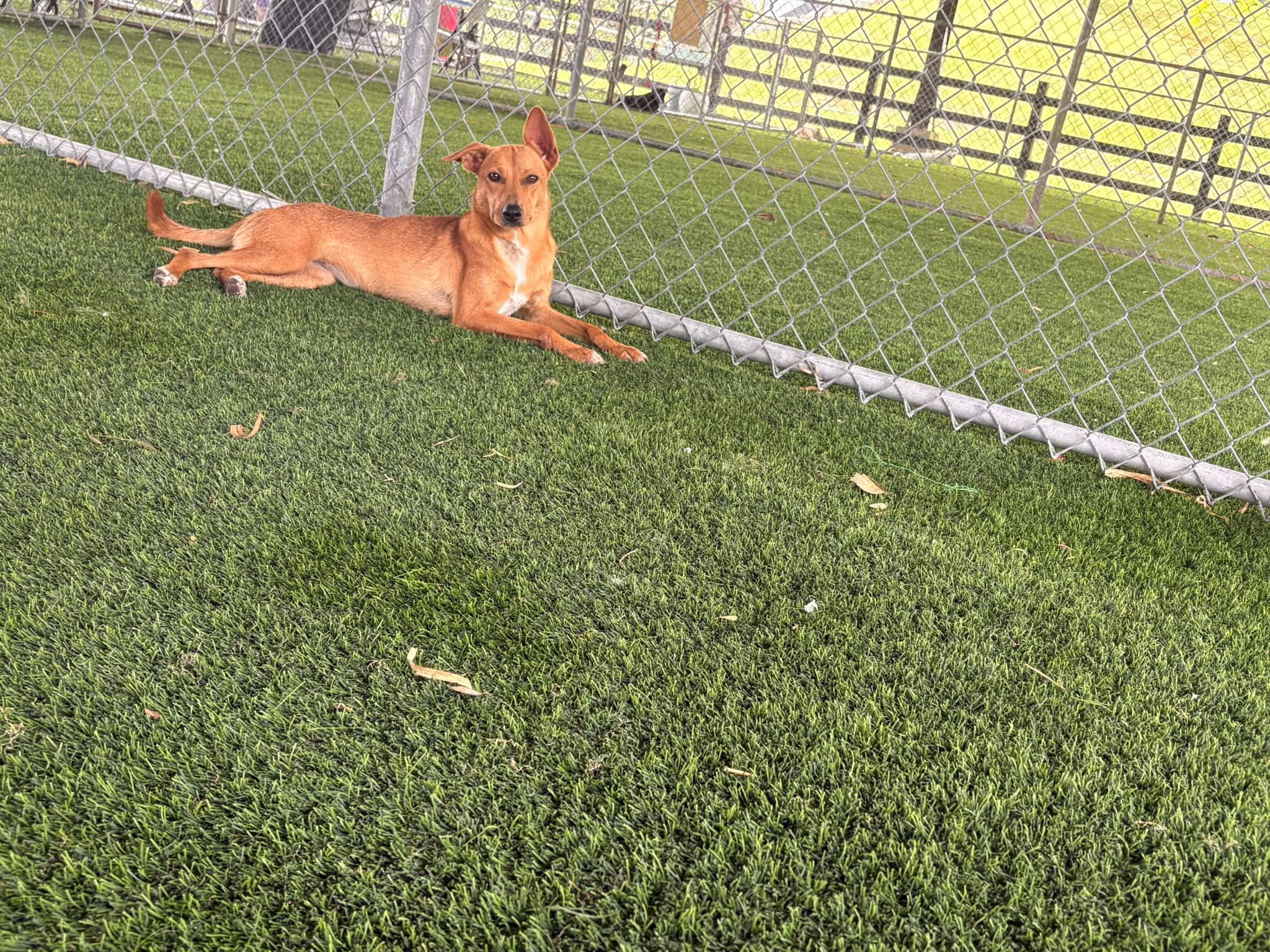 Sugar, a ADOPTABLE Mixed Breed in Morristown, NJ image 2/4