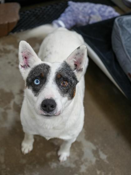 Lady-SP HOWARD 02/12, Adoptable, Adult Female Australian Cattle Dog / Blue Heeler & Mixed Breed.