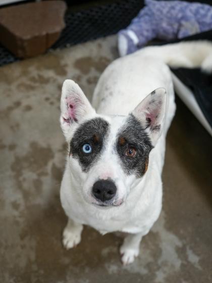 Enlarge Lady-SP HOWARD 02/12, a Adoptable mixed breed in Bowling Green, KY image 3/3