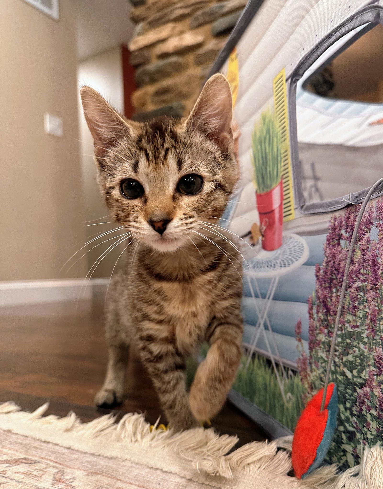 Teddy Kitten — thumbnail 2