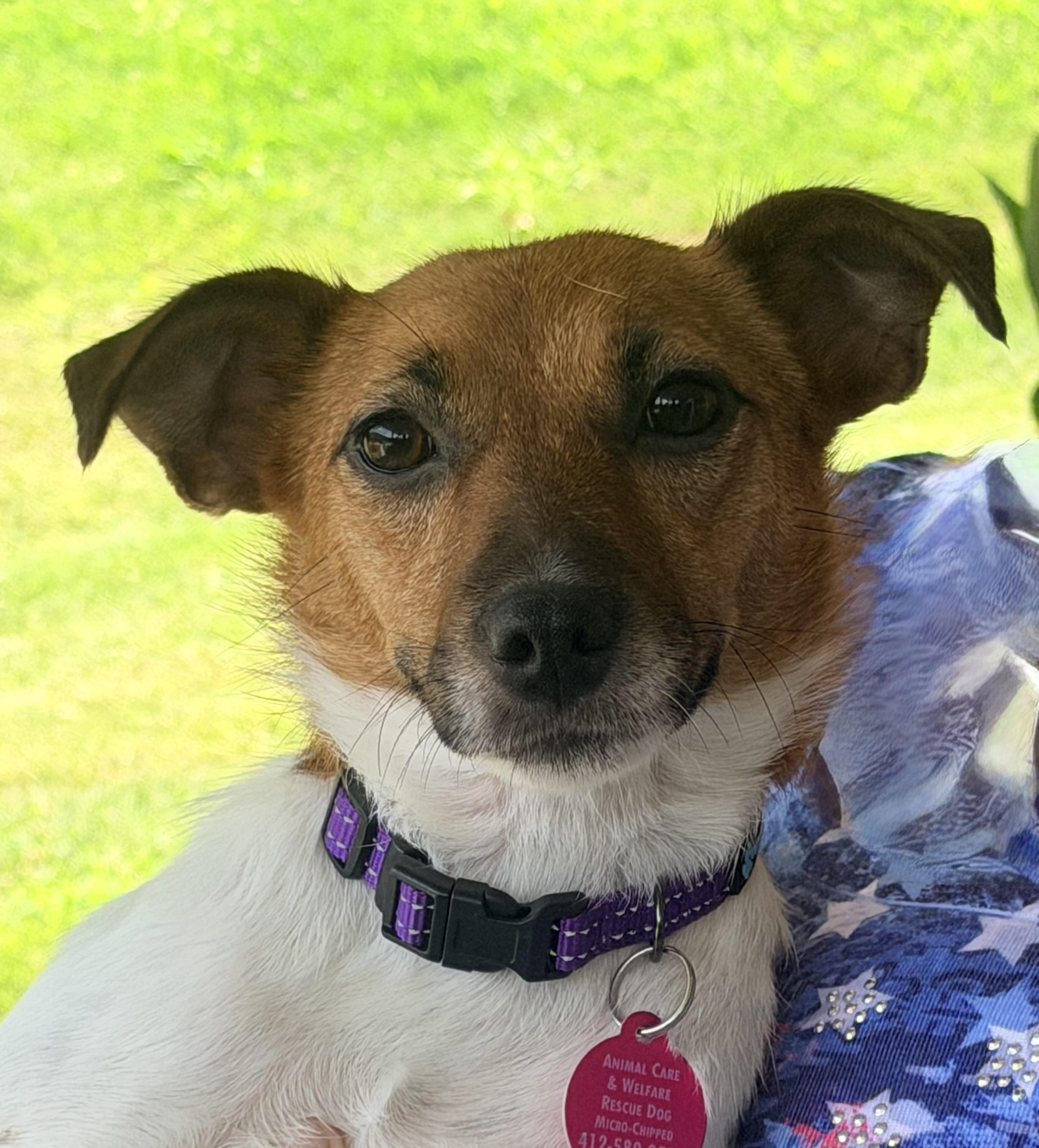 Enlarge Lovey, an adopted mixed breed in Pittsburgh, PA image 1/6
