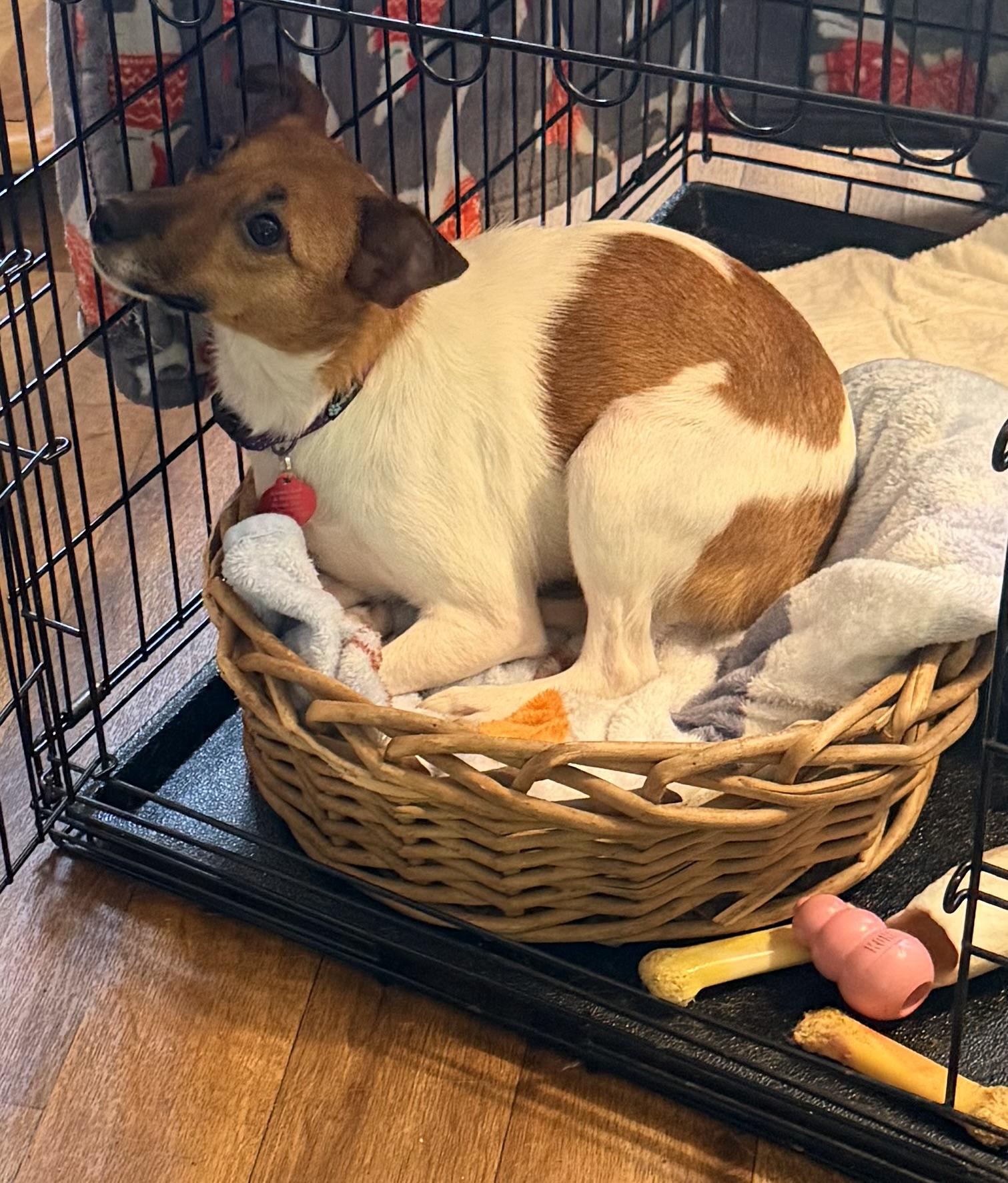 Enlarge Lovey, an adopted mixed breed in Pittsburgh, PA image 6/6