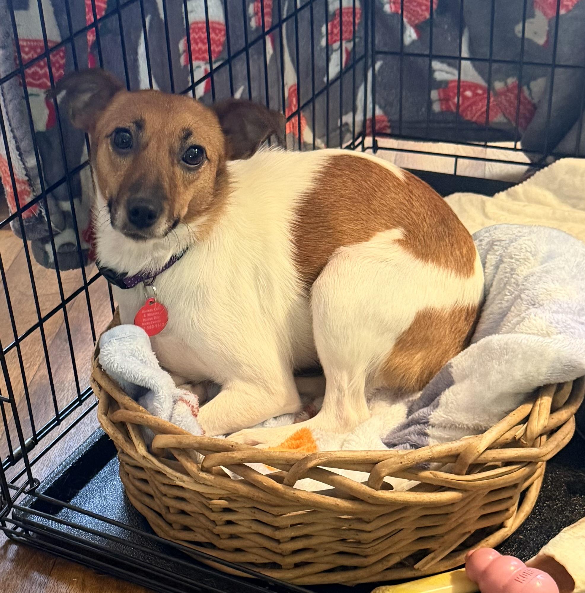 Enlarge Lovey, an adopted mixed breed in Pittsburgh, PA image 2/6