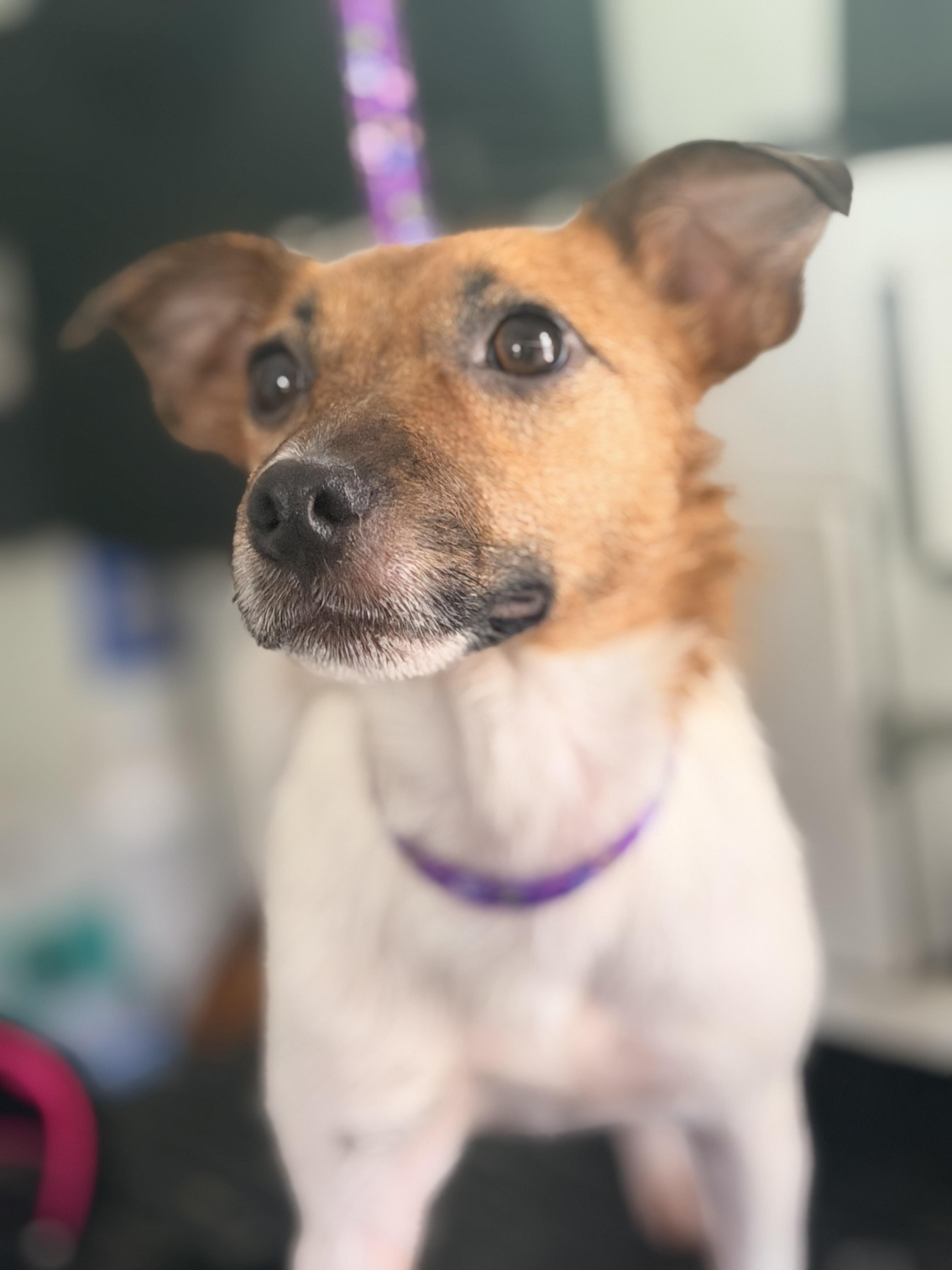 Enlarge Lovey, an adopted mixed breed in Pittsburgh, PA image 4/6