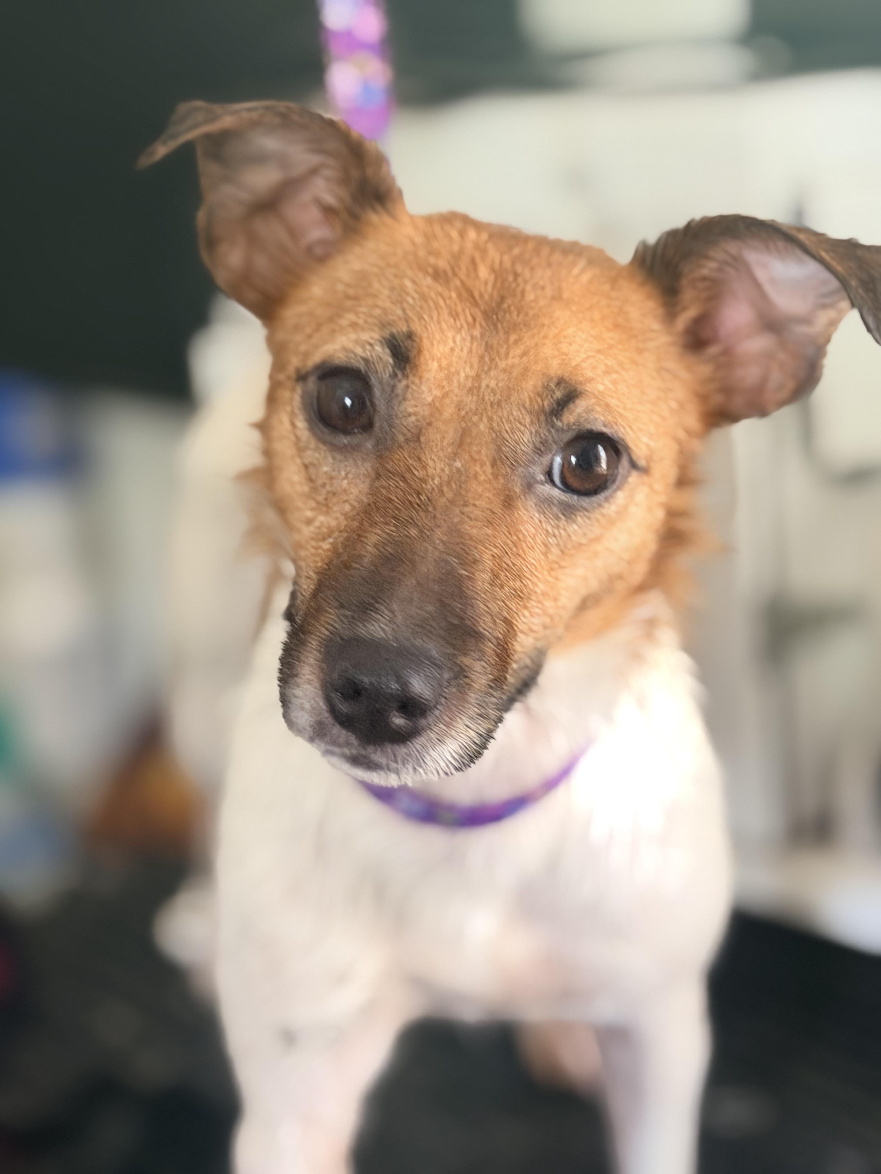 Enlarge Lovey, an adopted mixed breed in Pittsburgh, PA image 3/6