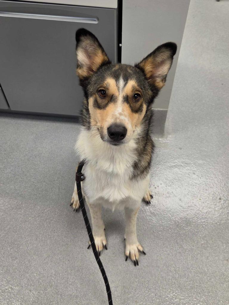 Enlarge Elsa, a Adoptable mixed breed in Chillicothe, OH image 1/1
