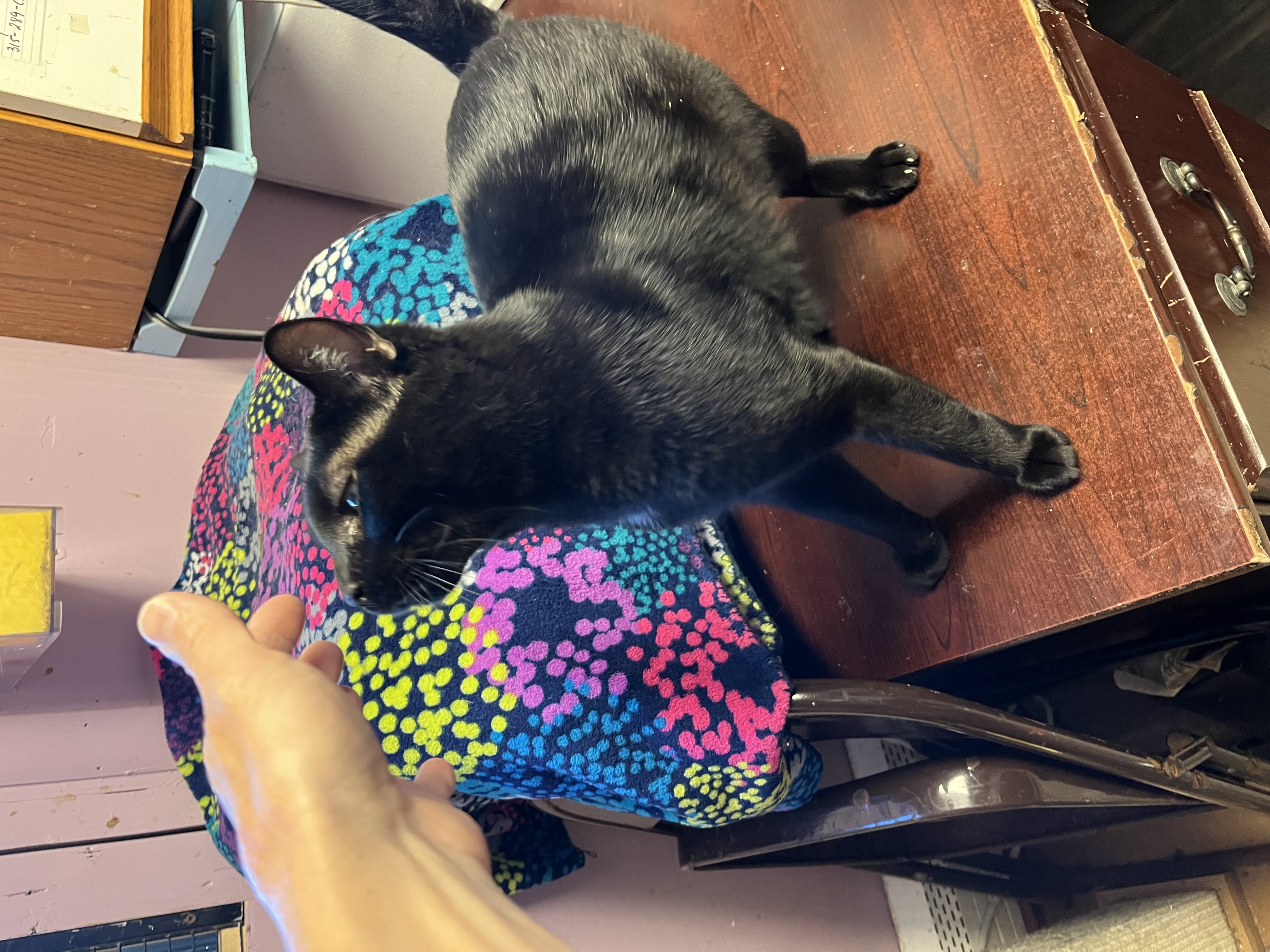 Cat for adoption Truman, a Domestic Short Hair in DeWitt, NY Petfinder