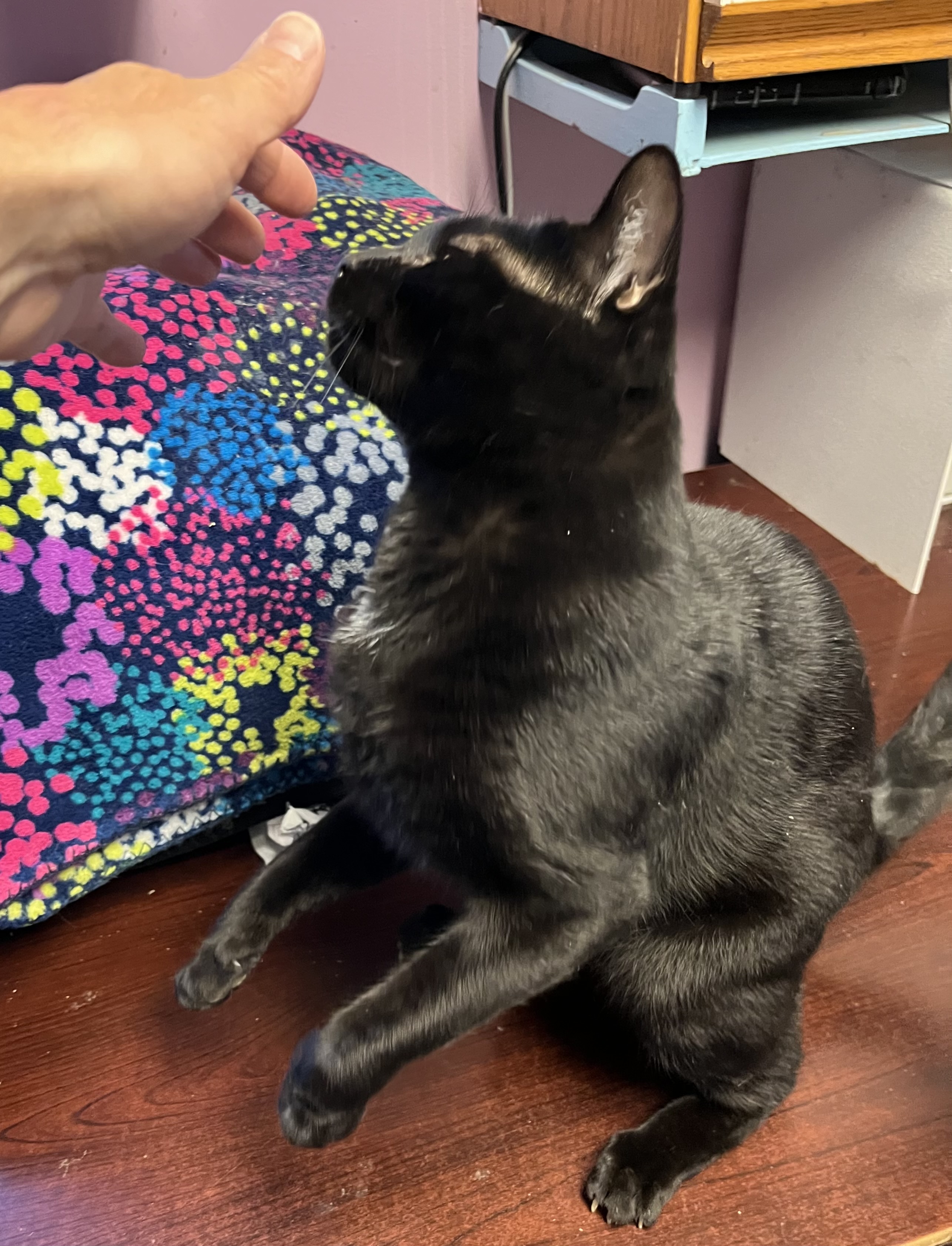 Cat for adoption Truman, a Domestic Short Hair in DeWitt, NY Petfinder