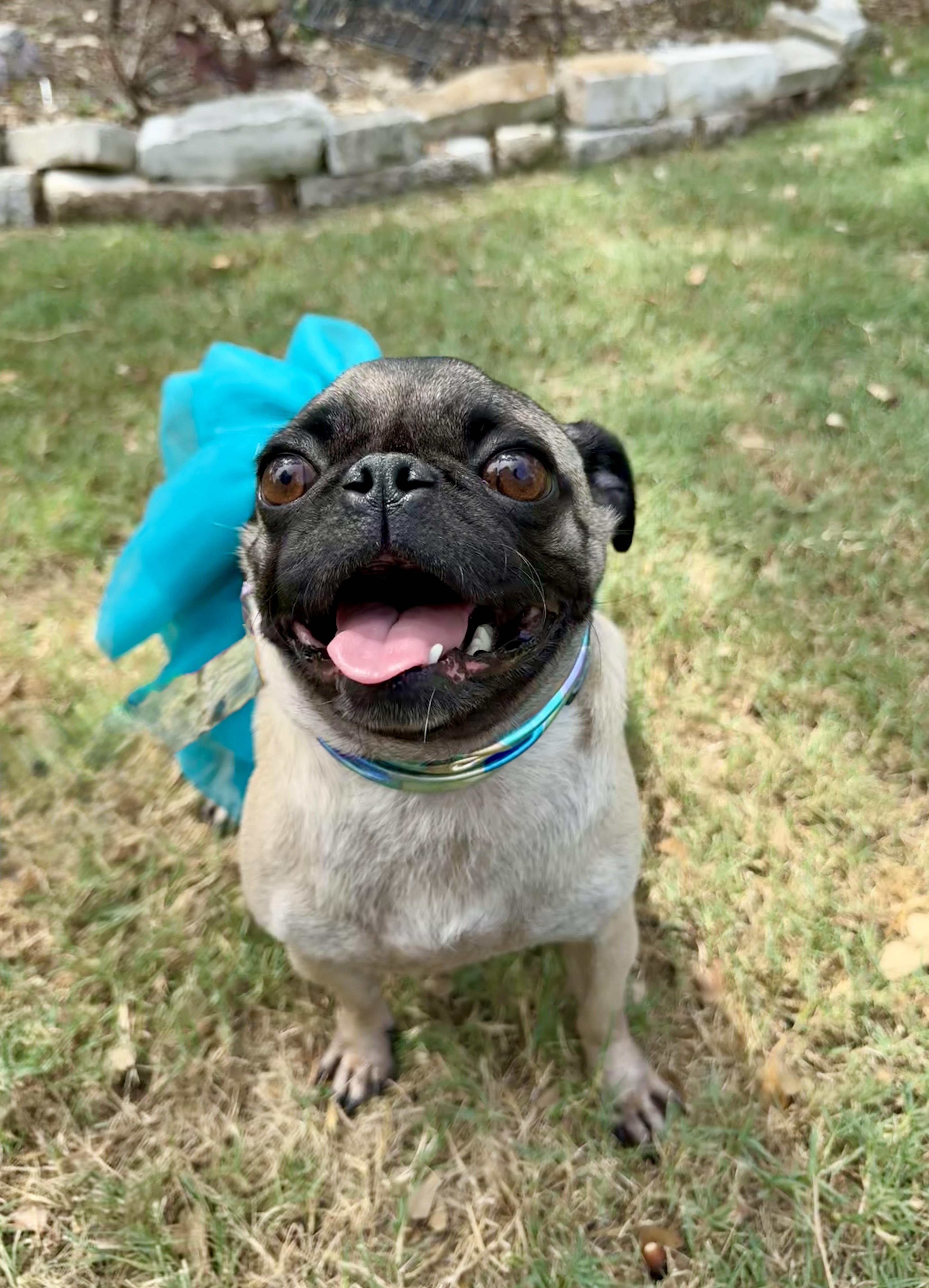 Paige the adorable Puggie Gurlie, Adoptable, Adult Female Pug.