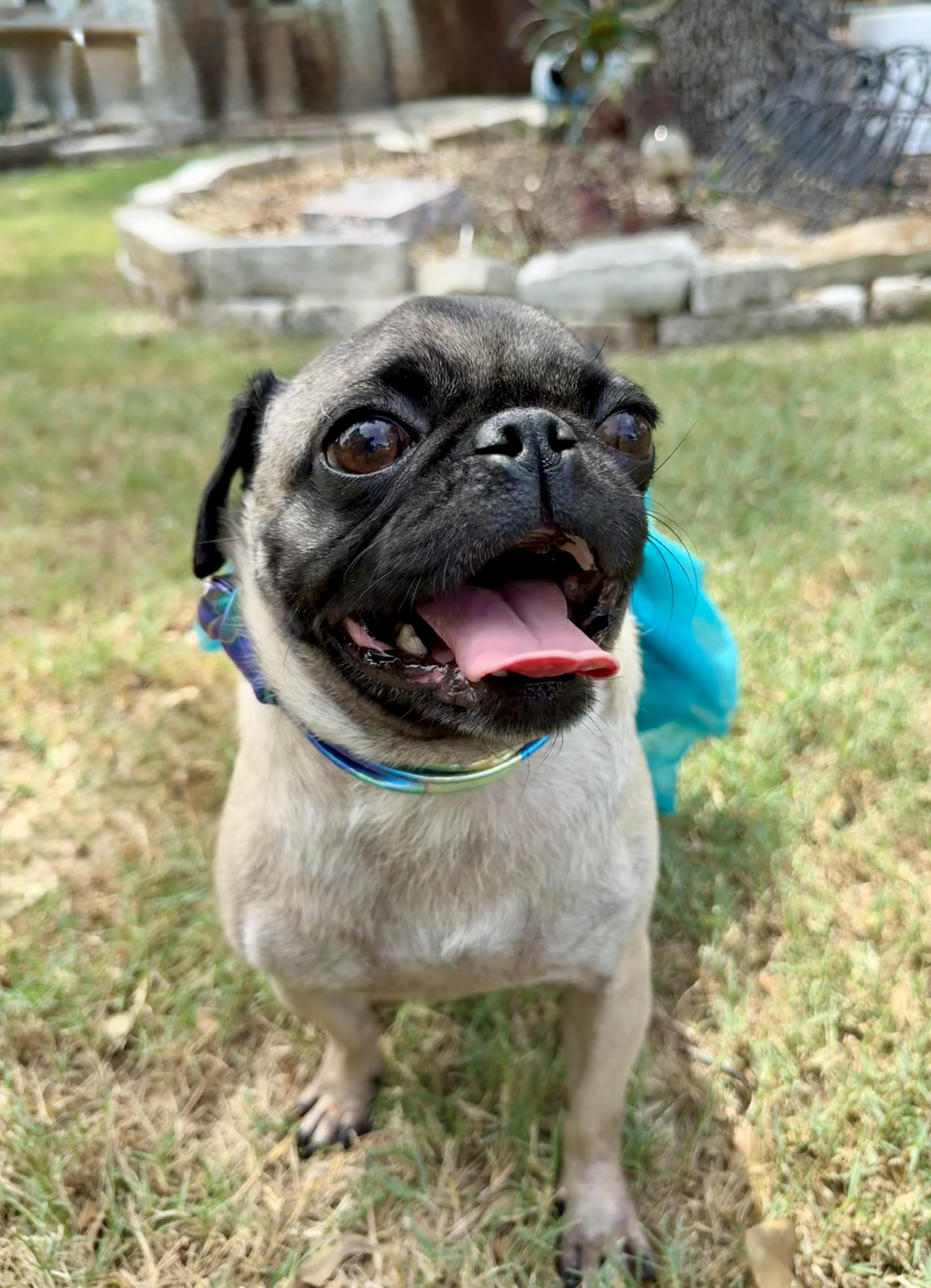 Enlarge Paige the adorable Puggie Gurlie, a Adoptable Pug in Lockhart, TX image 4/5