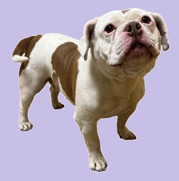 Enlarge Falafel, a Adoptable mixed breed in Salem, OR image 1/1