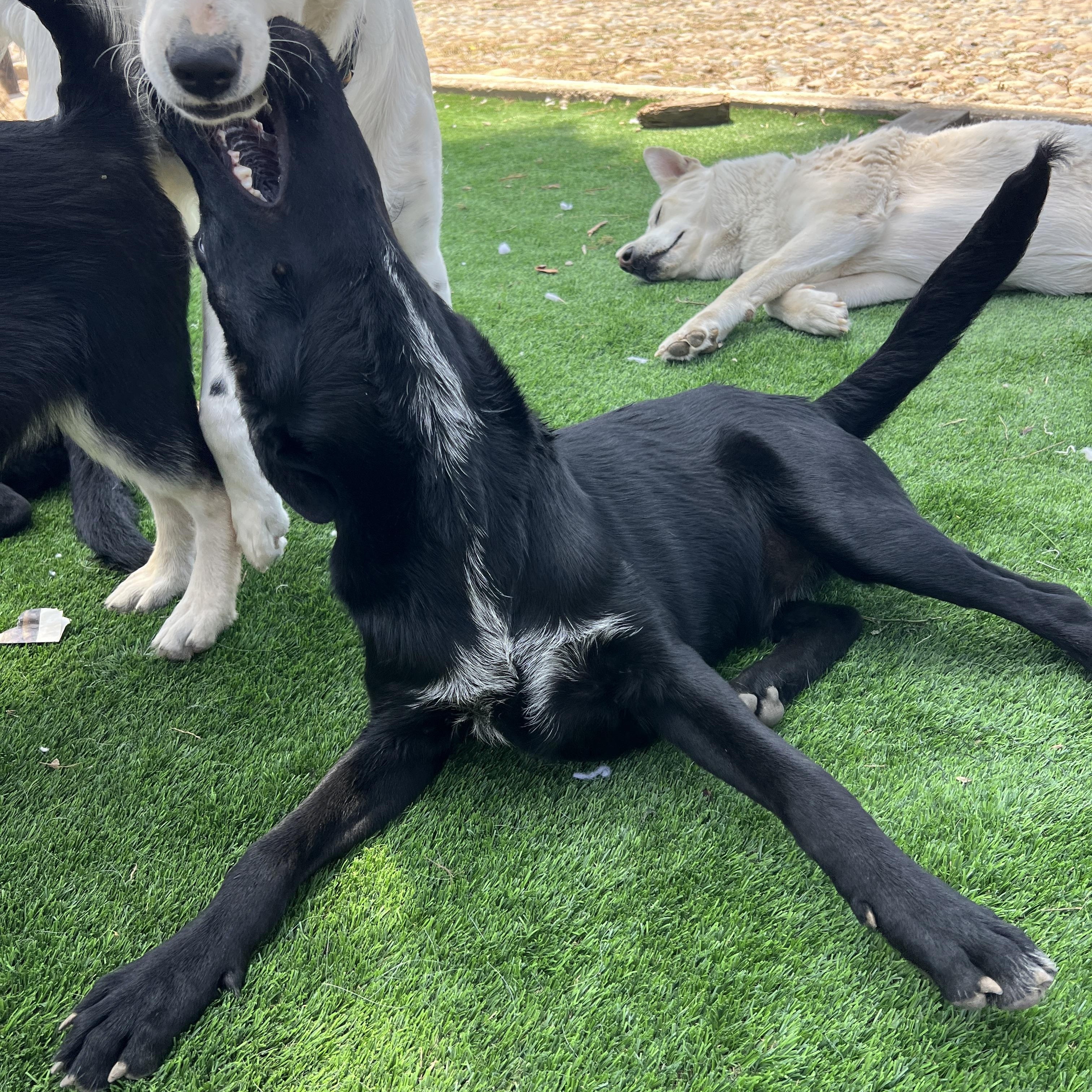 Enlarge Gus, a ADOPTABLE mixed breed in Denver, CO image 2/4