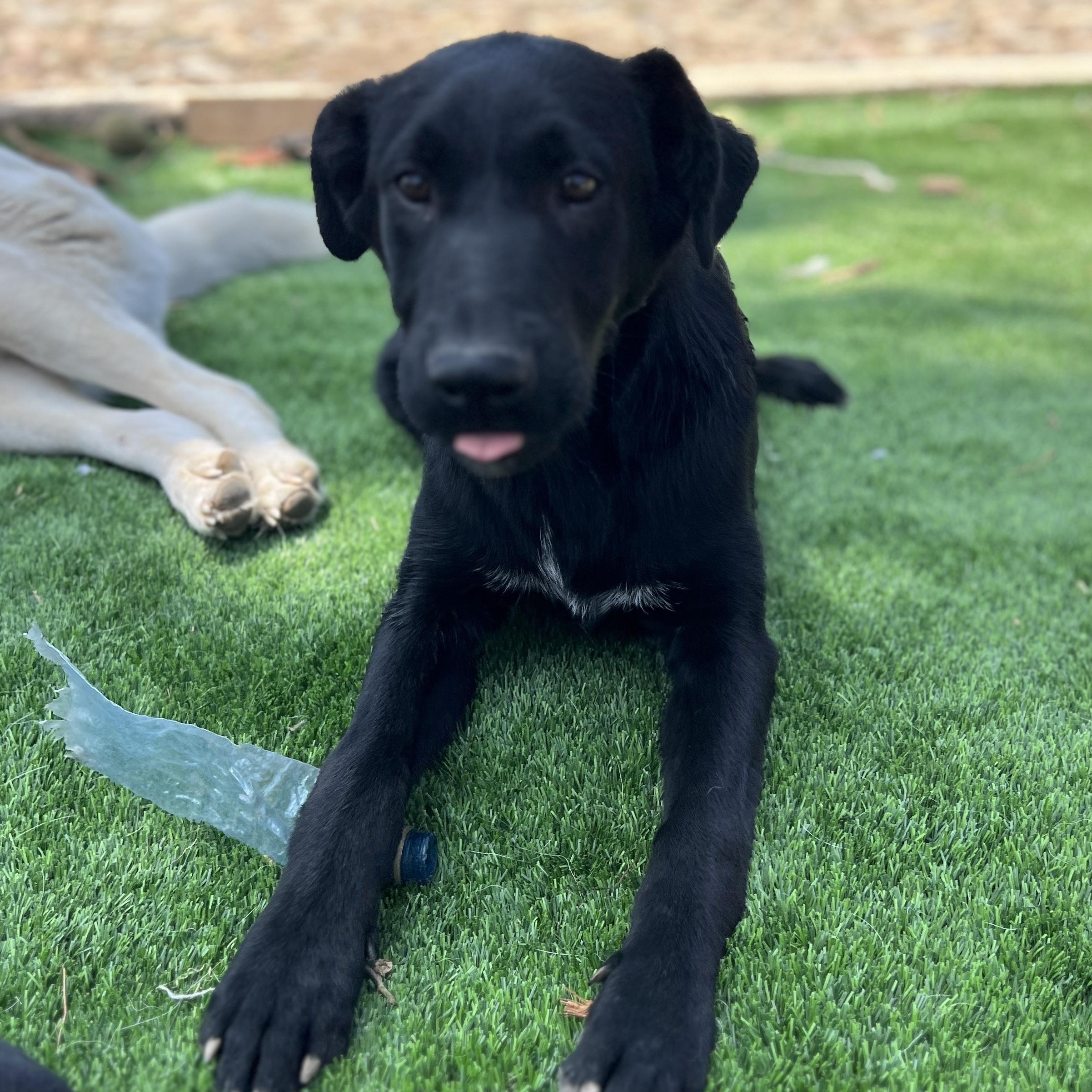 Enlarge Gus, a ADOPTABLE mixed breed in Denver, CO image 4/4