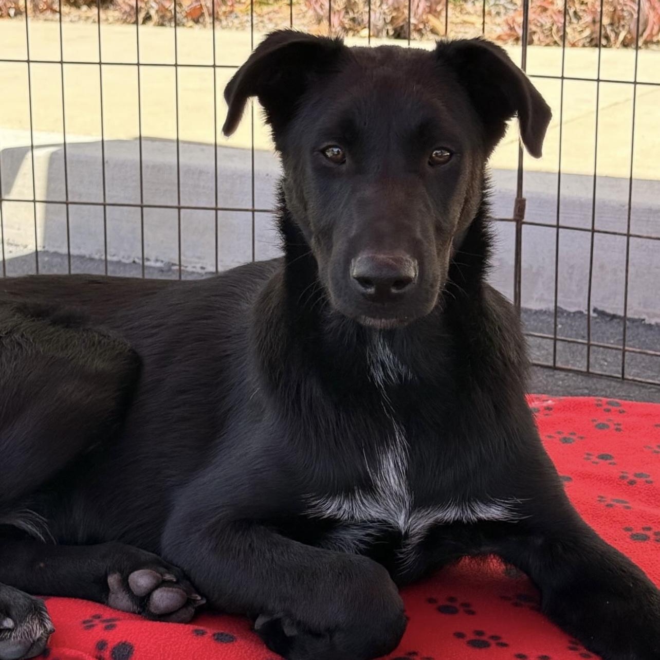 Gus, ADOPTABLE, Puppy Male Border Collie & Labrador Retriever.