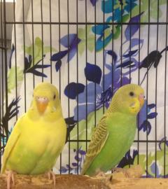 Birds for Adoption Near New York City NY Petfinder