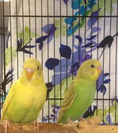 Parakeets, a Adoptable Parakeet (Other) in Brooklyn, NY image 1/2
