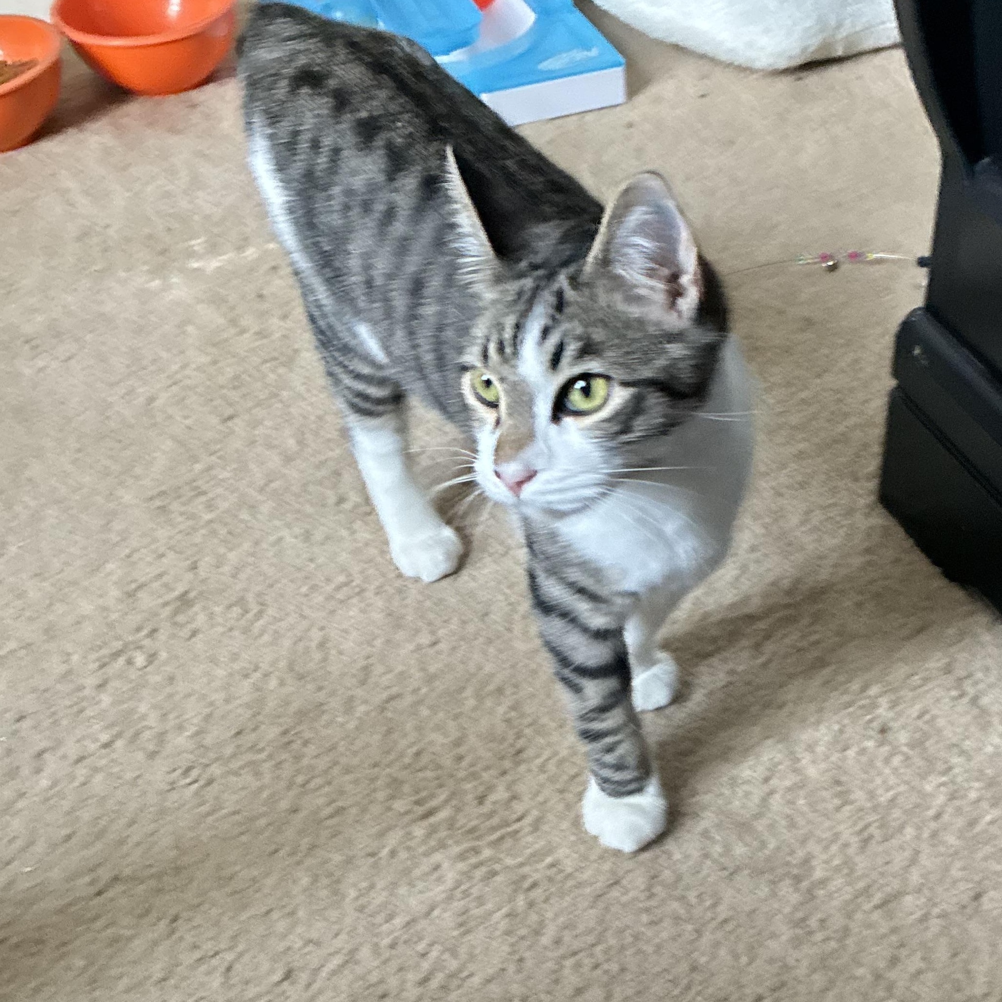 Frehley, a Adoptable Domestic Short Hair in Huffman, TX image 1/6