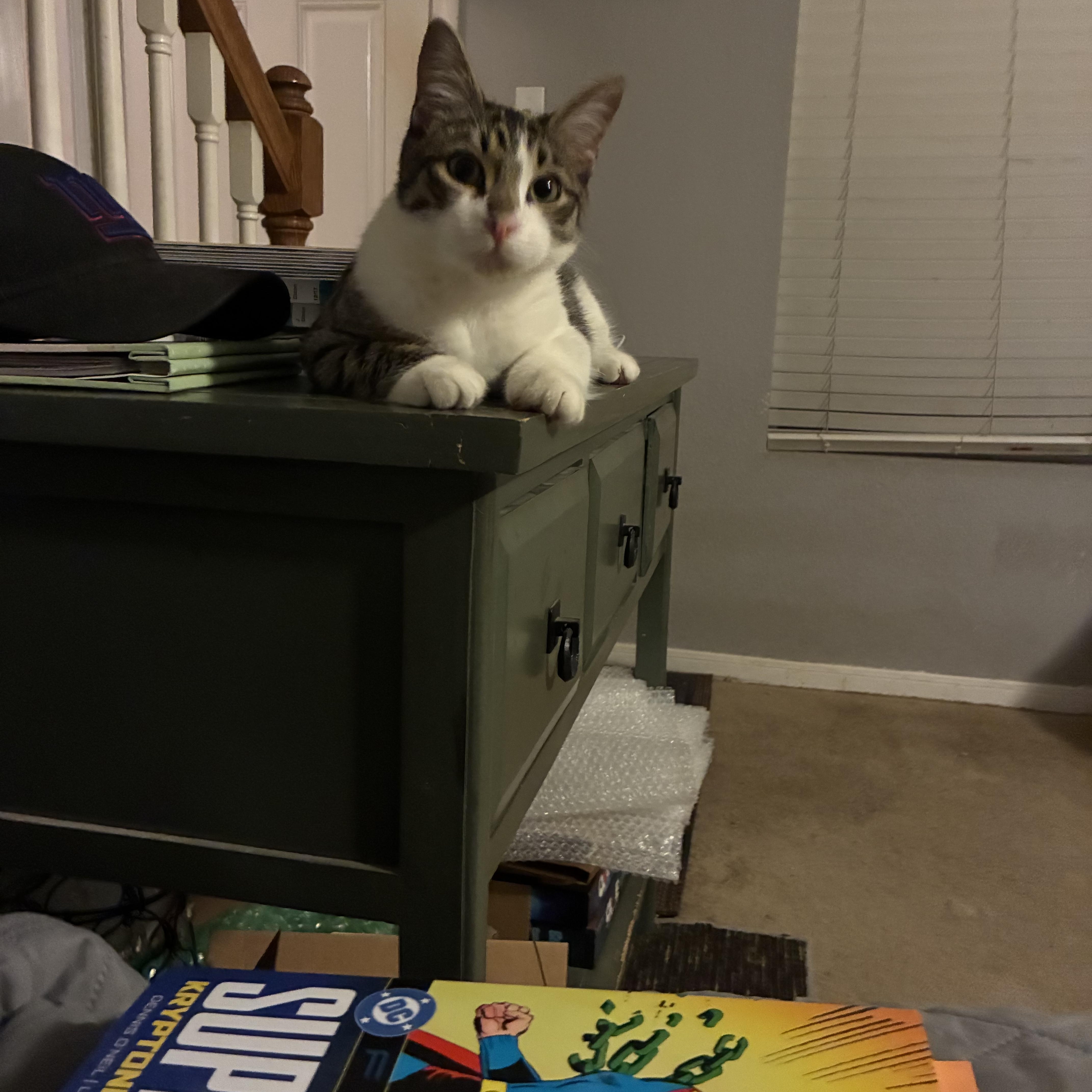 Frehley, a Adoptable Domestic Short Hair in Huffman, TX image 2/6