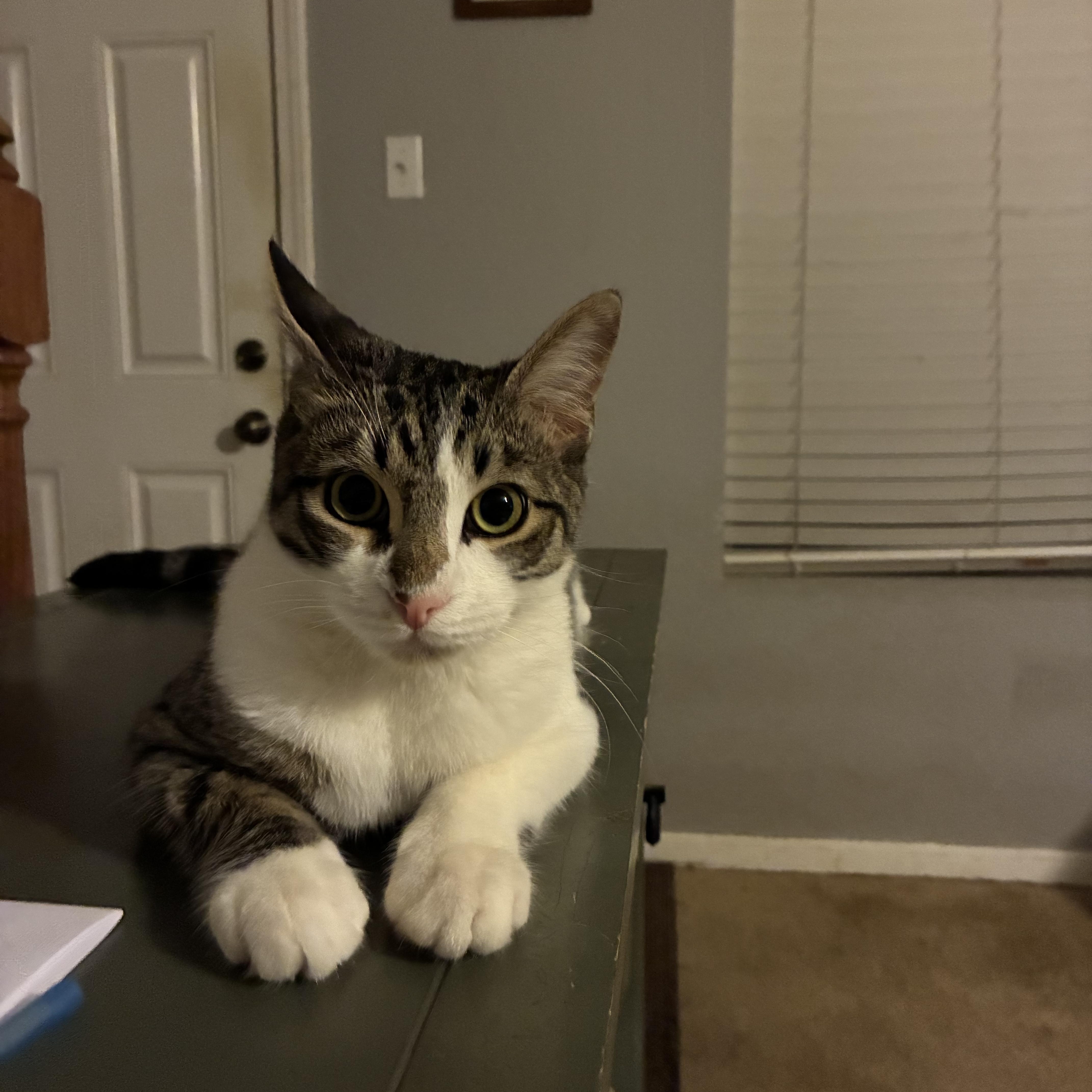 Frehley, a Adoptable Domestic Short Hair in Huffman, TX image 3/6