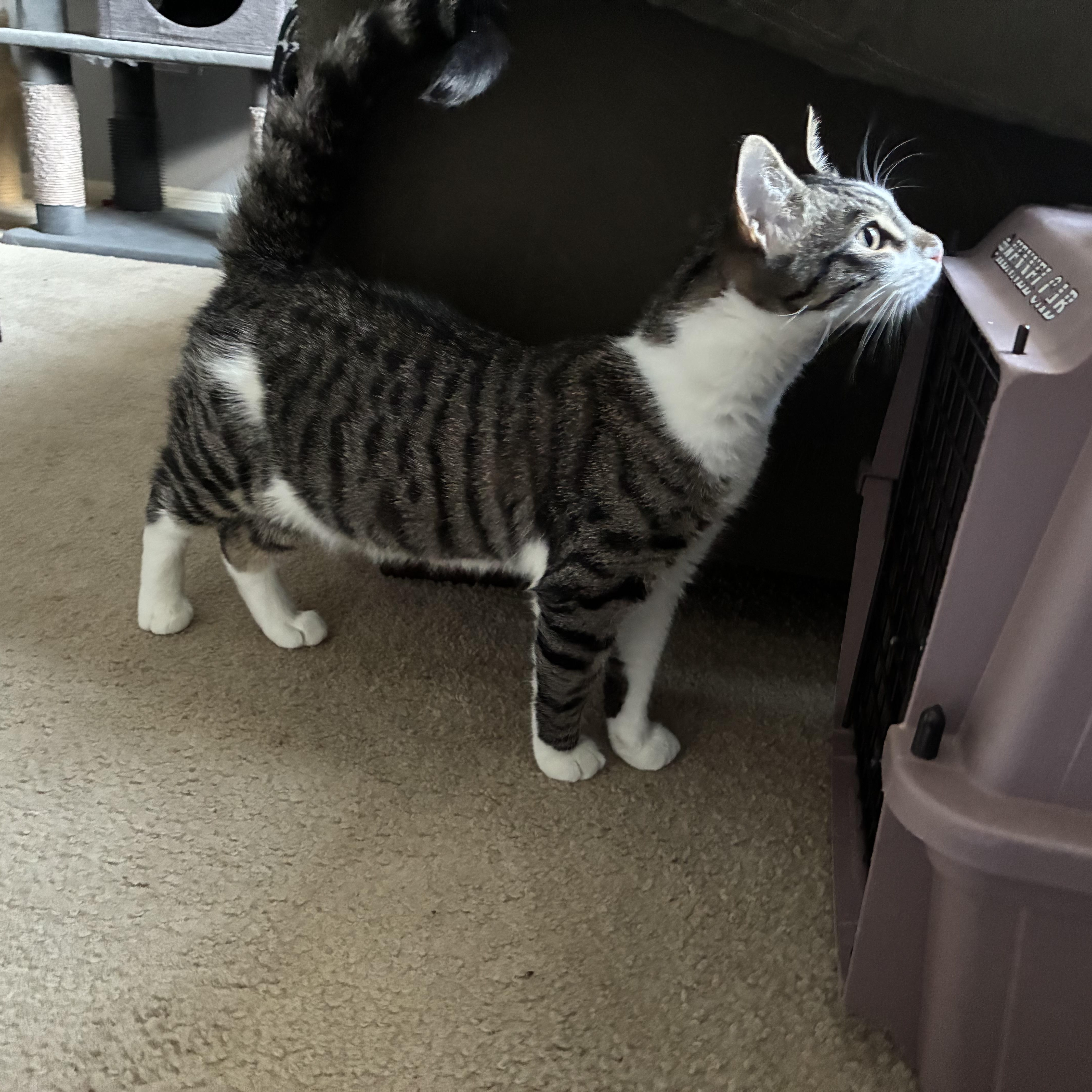 Frehley, a Adoptable Domestic Short Hair in Huffman, TX image 4/6