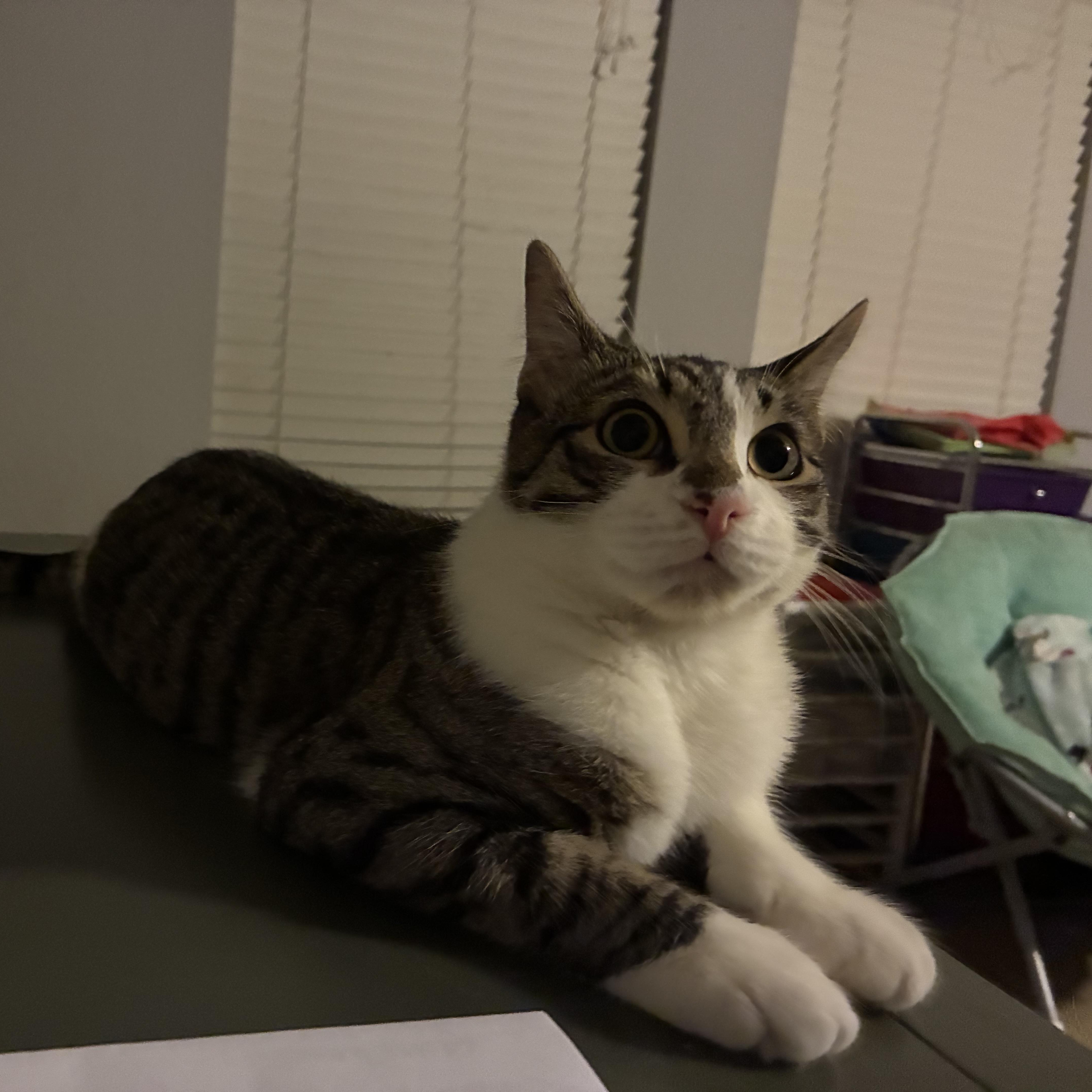 Frehley, a Adoptable Domestic Short Hair in Huffman, TX image 5/6