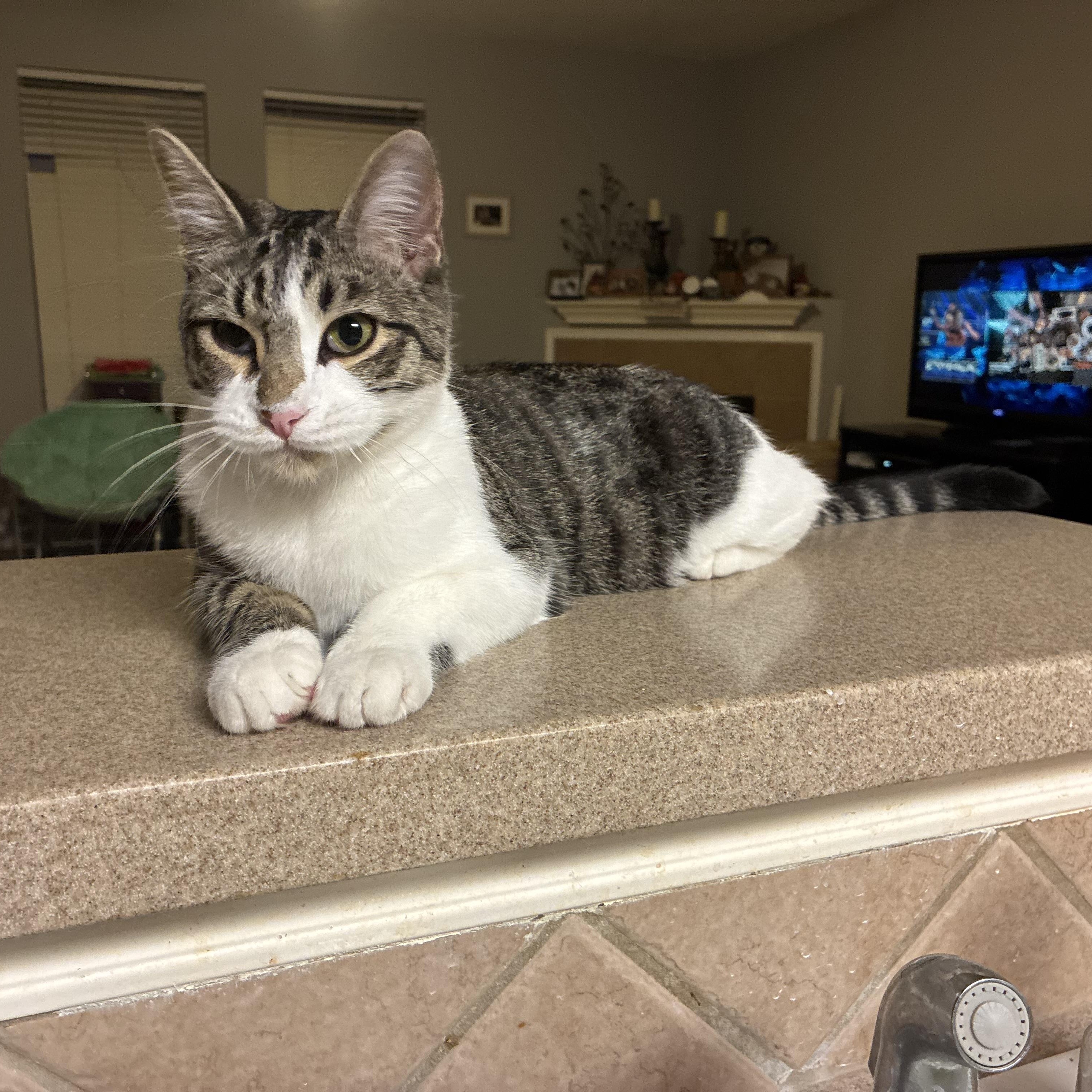 Frehley, a Adoptable Domestic Short Hair in Huffman, TX image 6/6