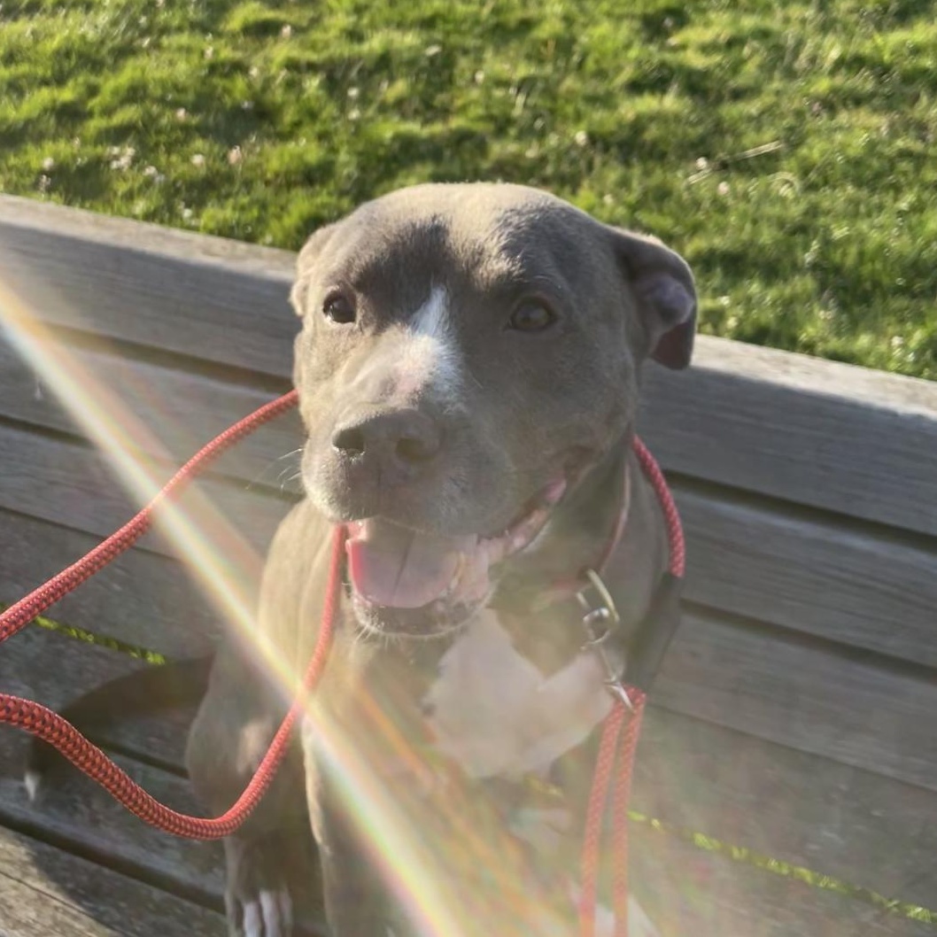 Bella