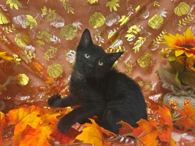 Enlarge SNAP DRAGON, a Adoptable Domestic Medium Hair in Fairfield, CA image 1/1