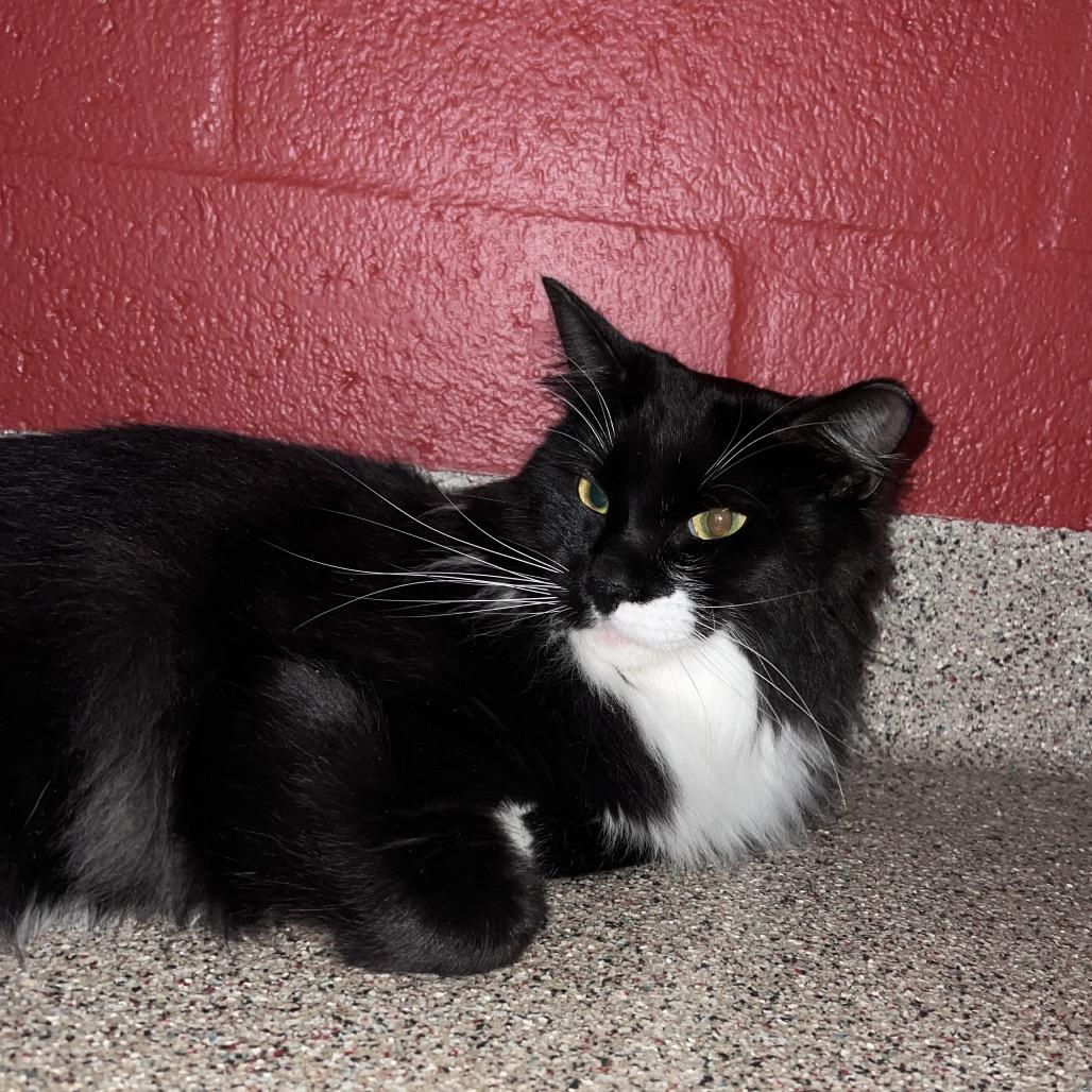 George, Adoptable, Adult Male Domestic Medium Hair.