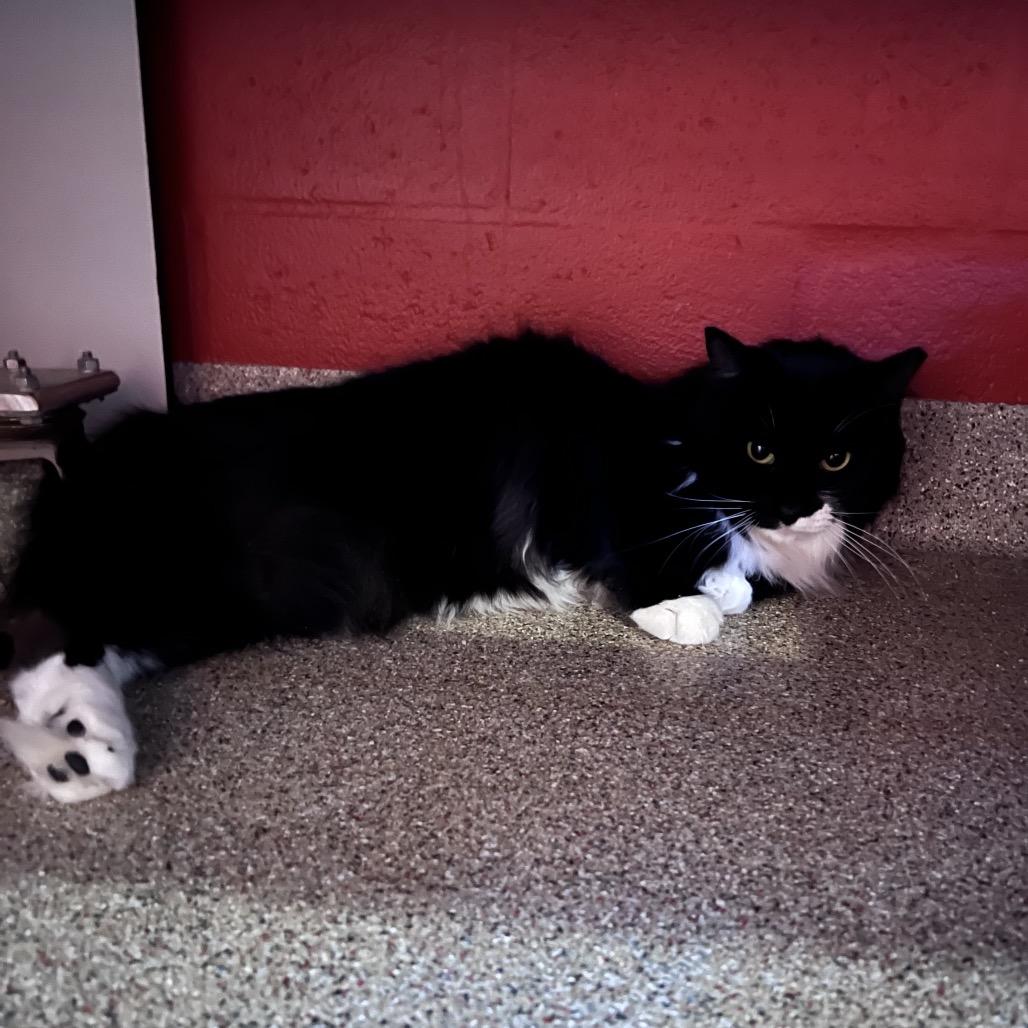 Enlarge George, a Adoptable Domestic Medium Hair in Sarasota, FL image 2/2