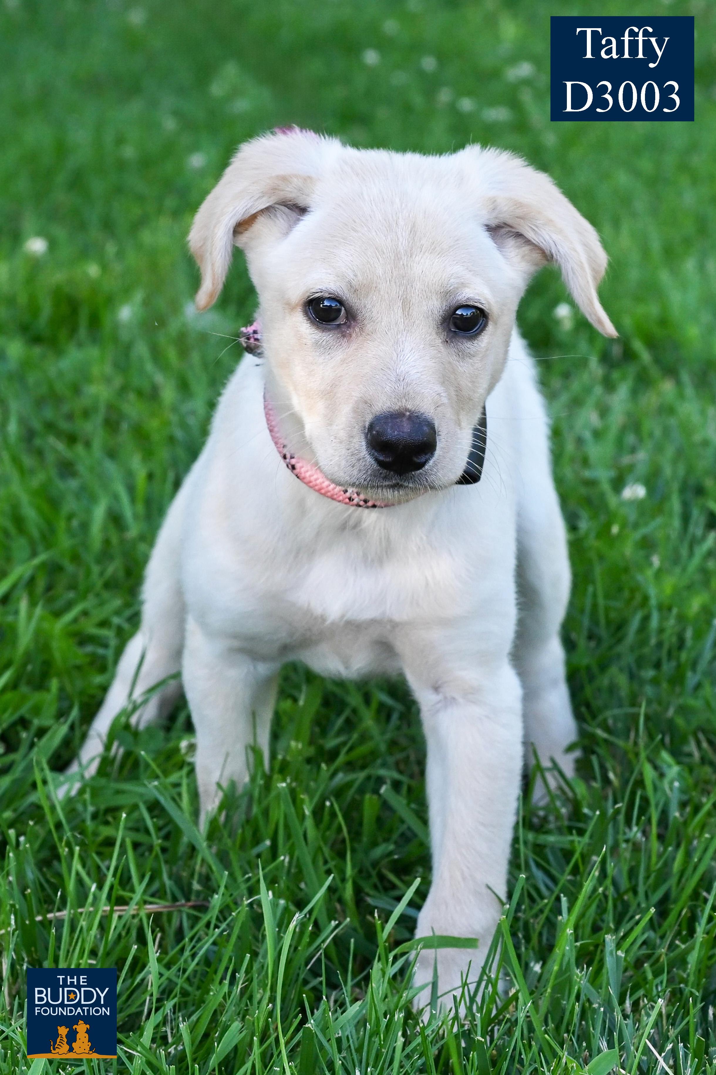 Taffy, an adopted mixed breed in Arlington Heights, IL image 2/3