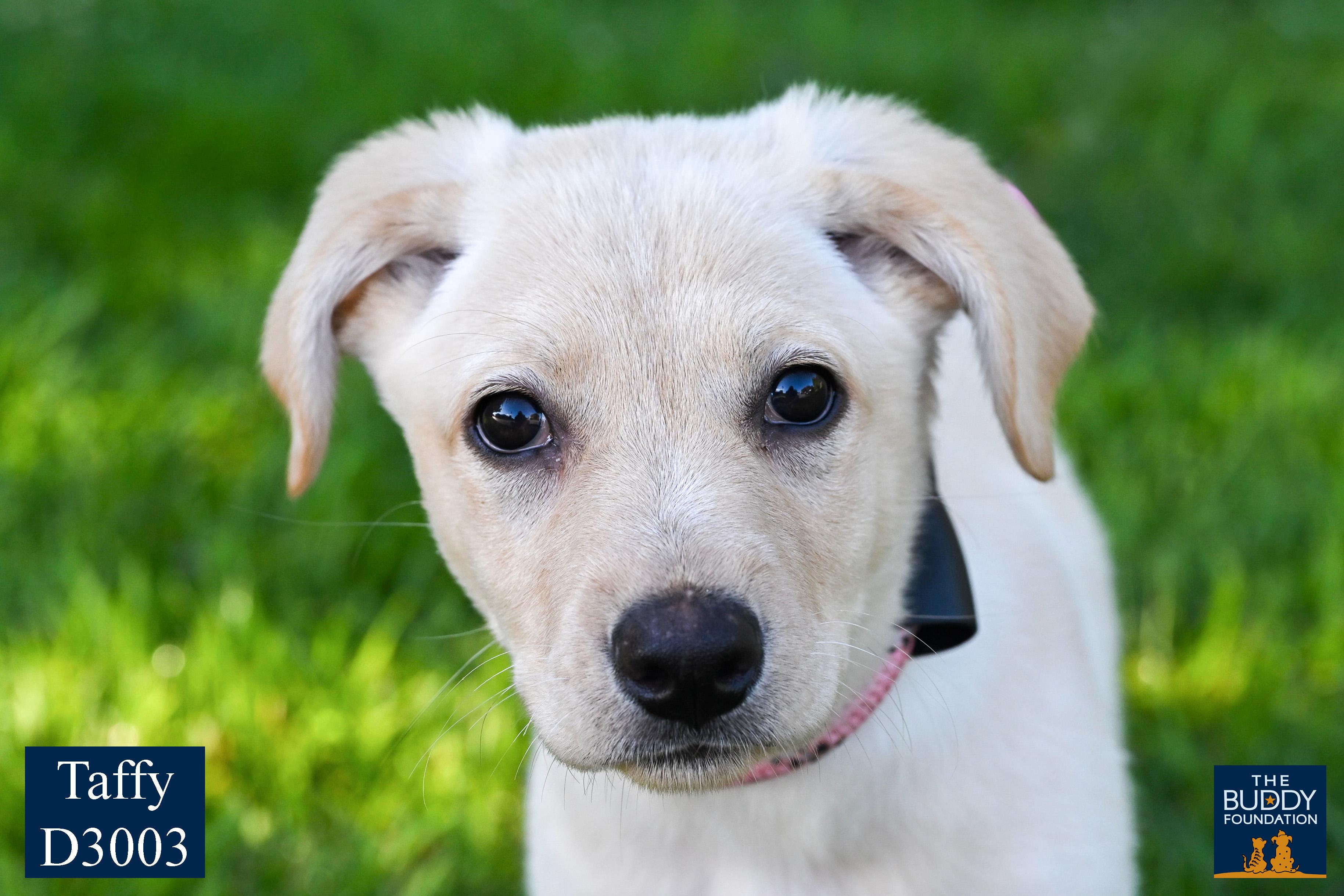 Taffy, adopted, Puppy Female Golden Retriever & Shepherd.