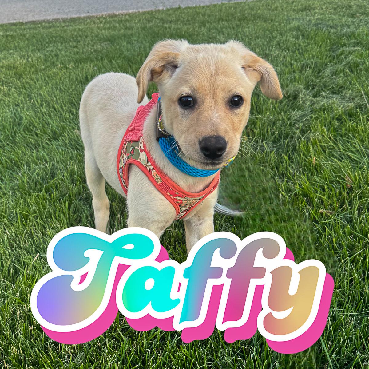 Taffy, an adopted mixed breed in Arlington Heights, IL image 3/3