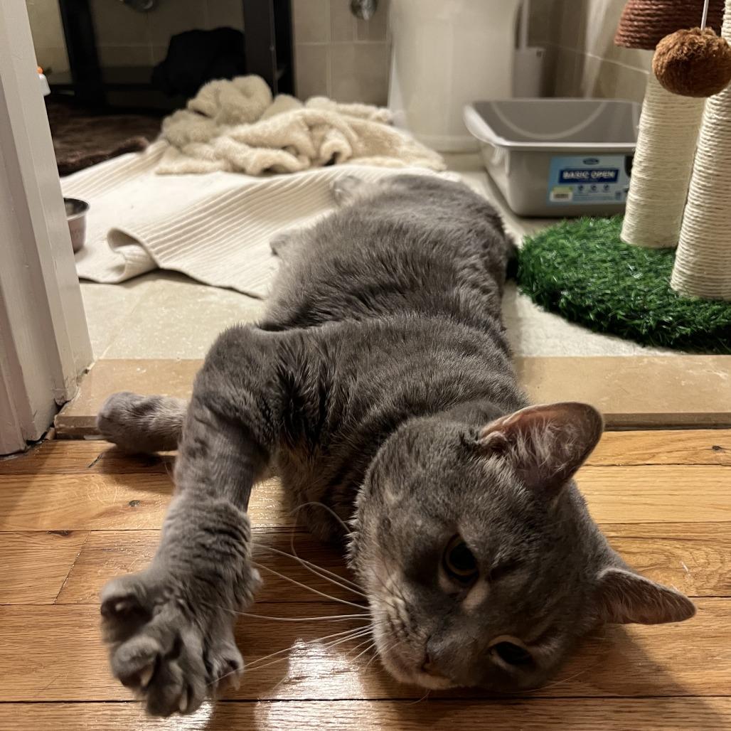 Ollie, a Adoptable Domestic Short Hair in New York, NY image 1/6