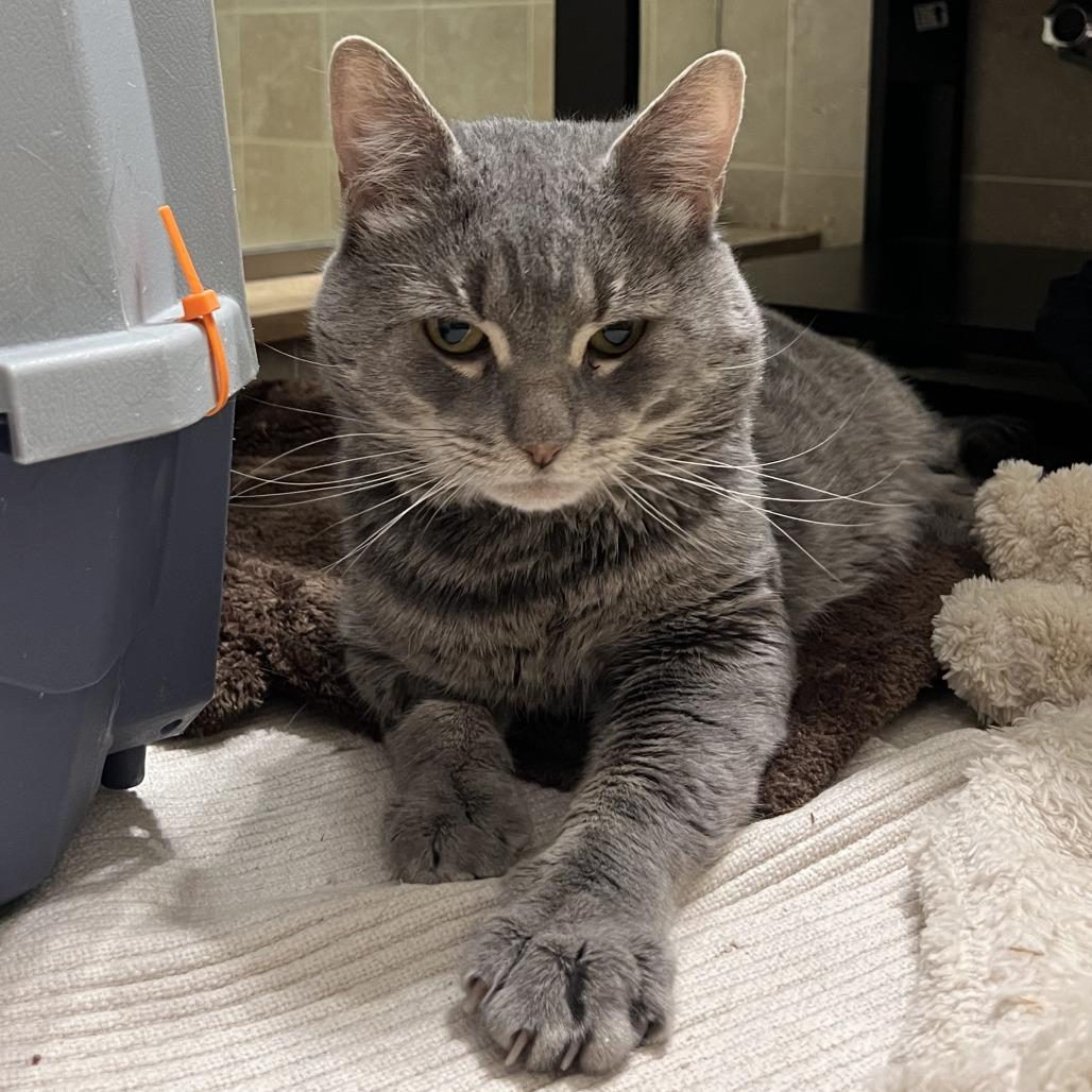 Ollie, a Adoptable Domestic Short Hair in New York, NY image 2/6