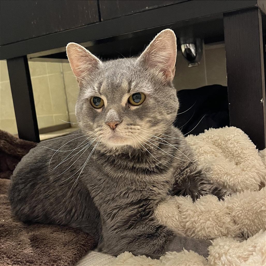 Ollie, a Adoptable Domestic Short Hair in New York, NY image 3/6