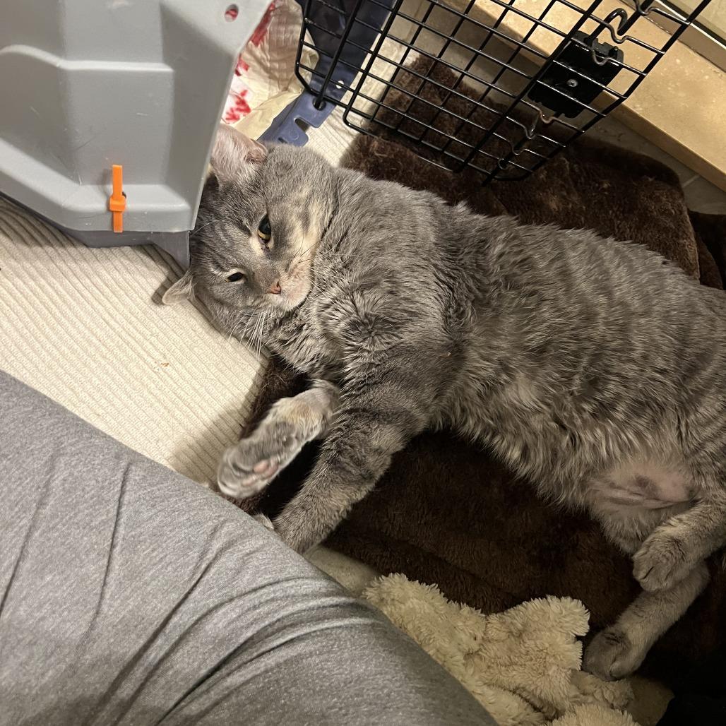 Ollie, a Adoptable Domestic Short Hair in New York, NY image 4/6