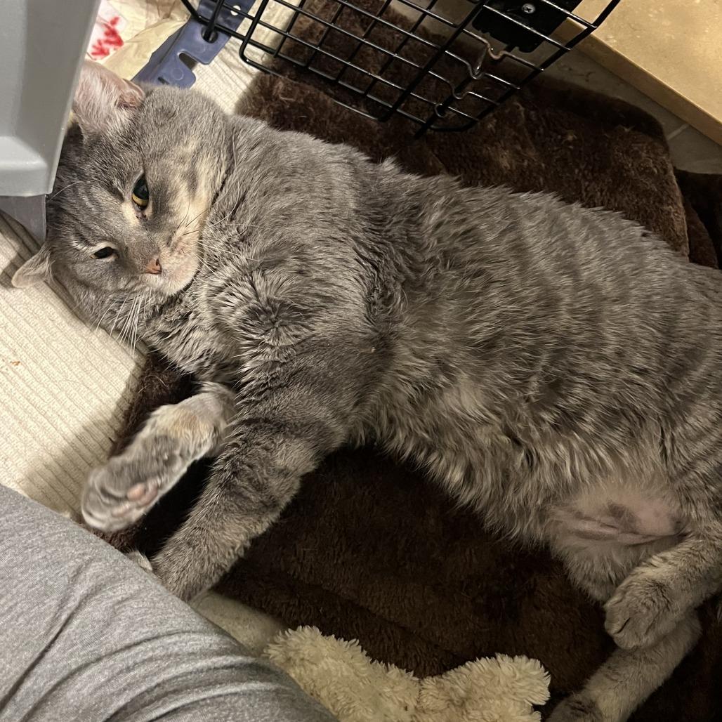 Ollie, a Adoptable Domestic Short Hair in New York, NY image 5/6