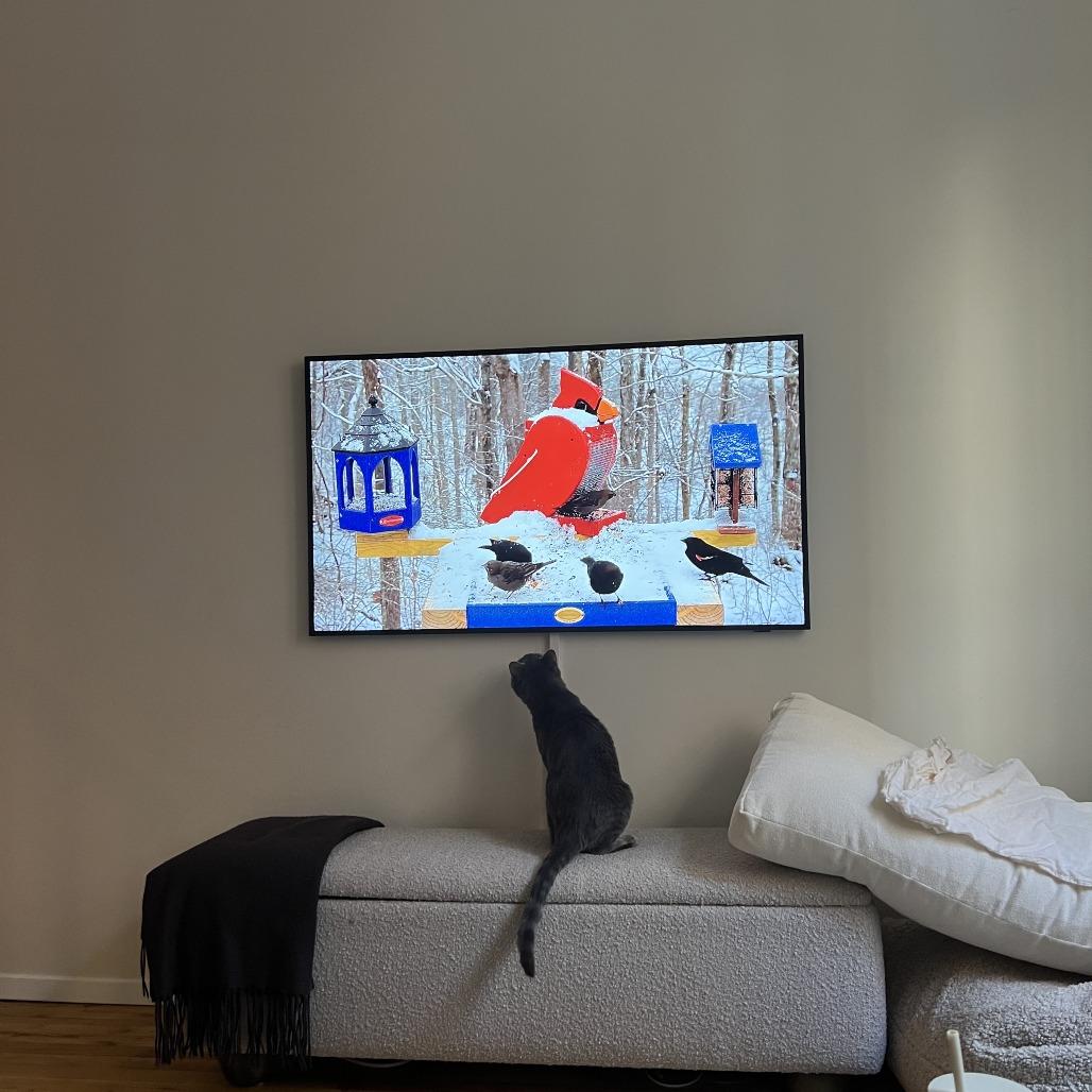 Ollie, a Adoptable Domestic Short Hair in New York, NY image 6/6