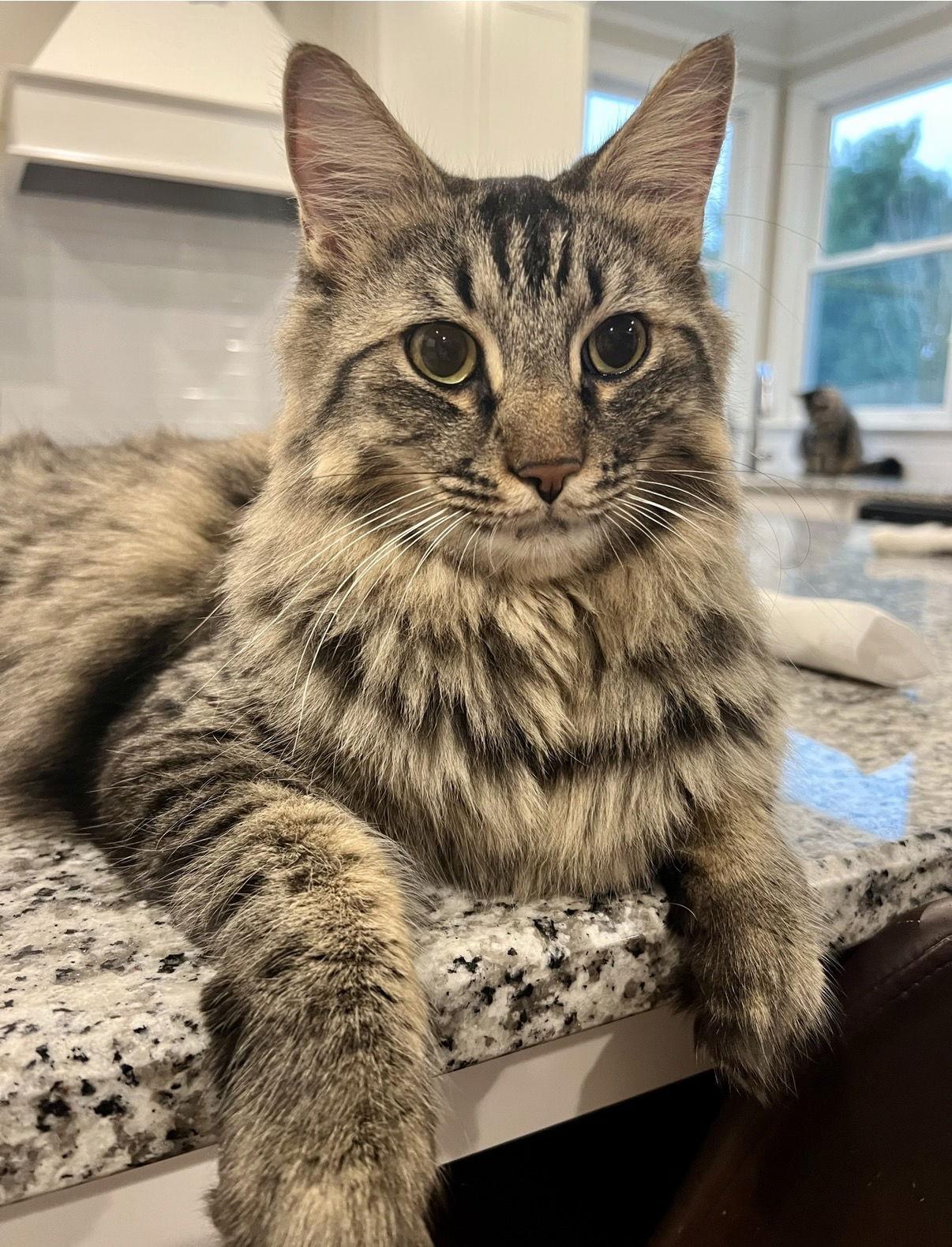 Gussy, Adopted, Adult Male Domestic Long Hair & Tabby.