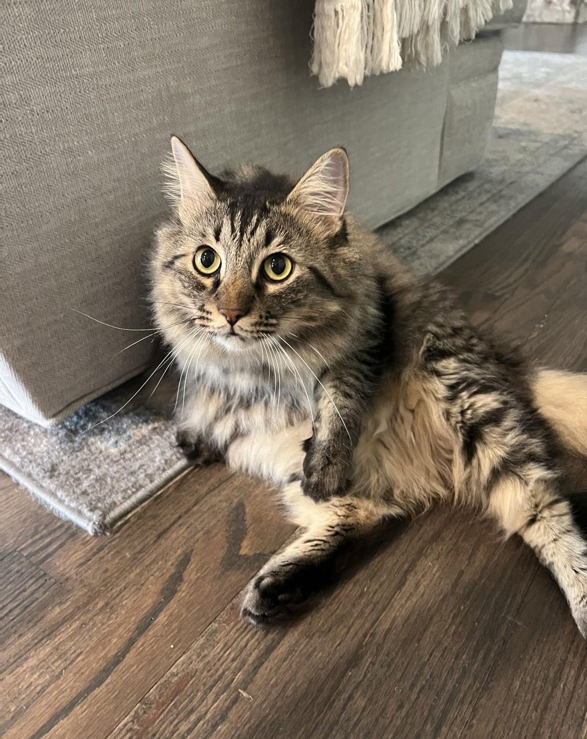 Enlarge Gussy, a Adopted mixed breed in Buford, GA image 2/3