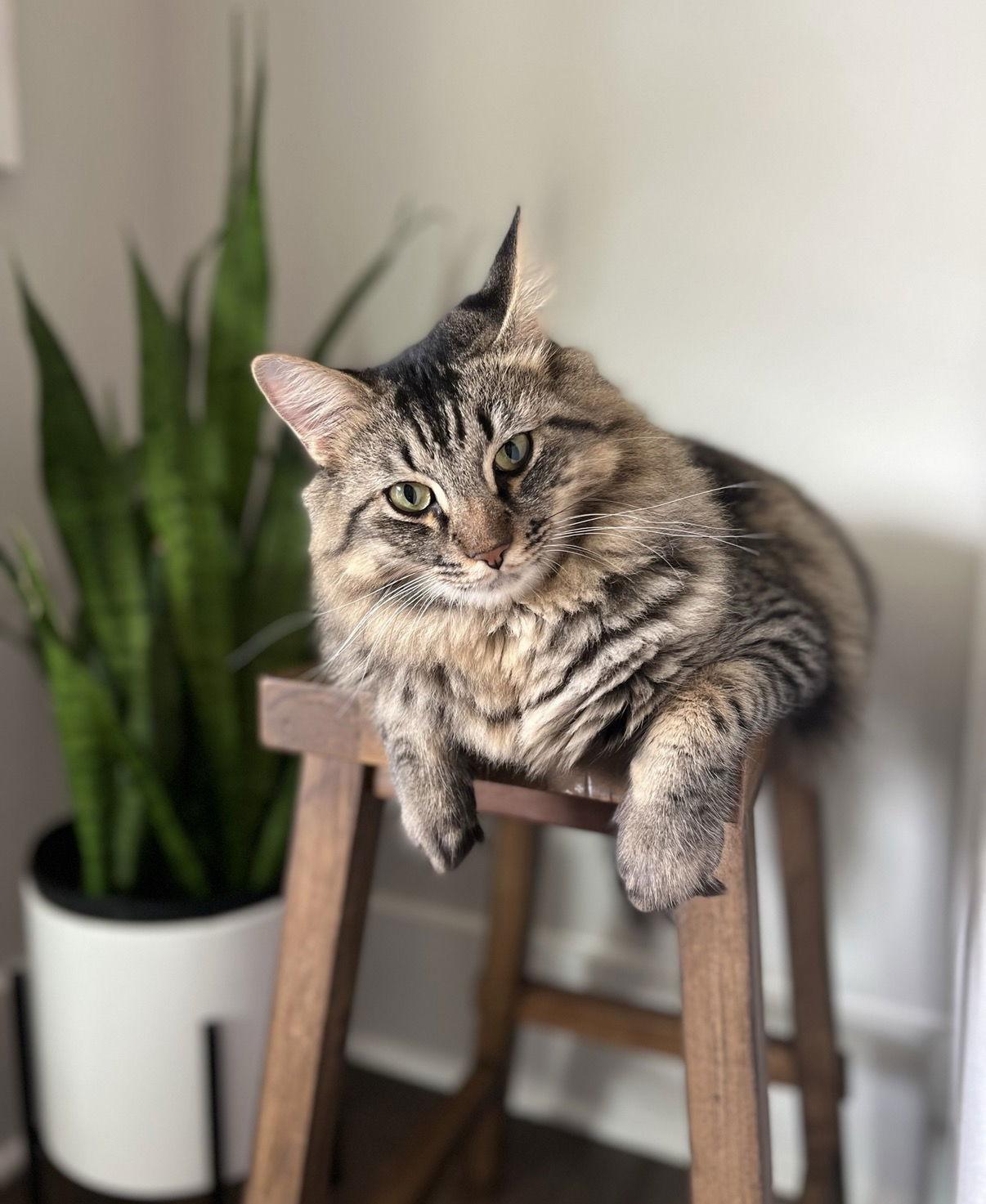 Enlarge Gussy, a Adopted mixed breed in Buford, GA image 3/3