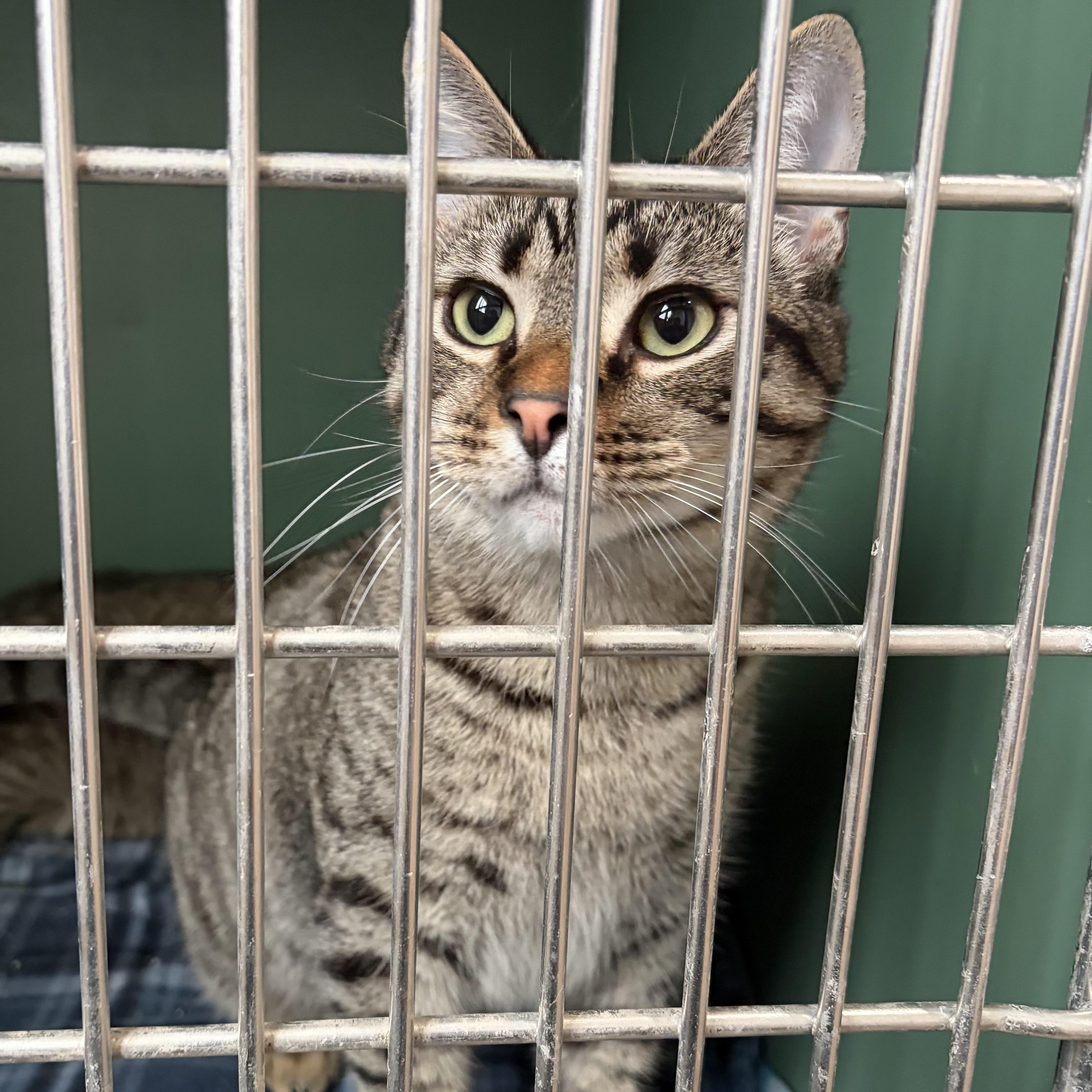 Sebastian (bonded with Santiago), adoptable, Young Male Domestic Short Hair & Tabby.