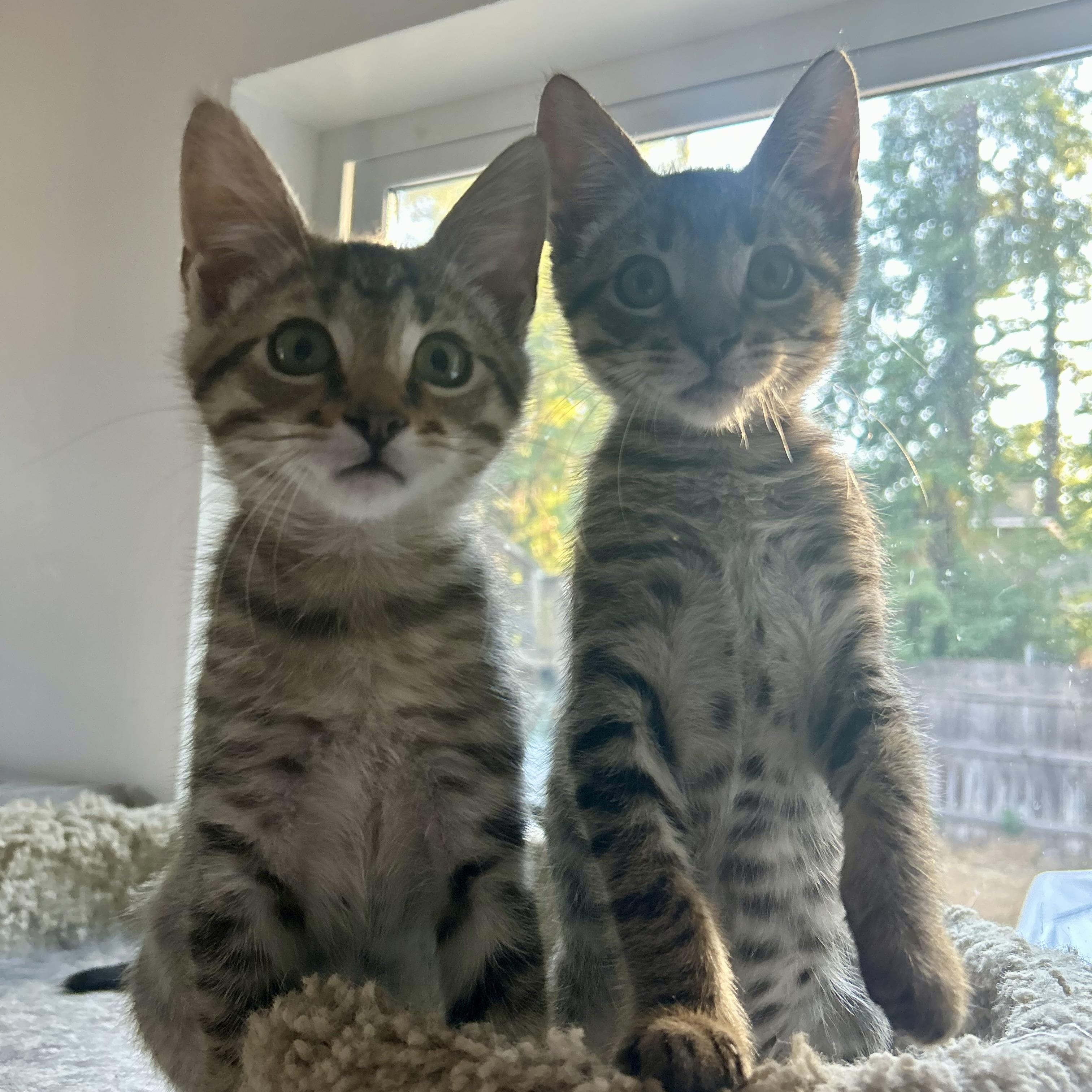 Sebastian & Santiago (bonded pair), Adoptable, Kitten Male Domestic Short Hair & Tabby.