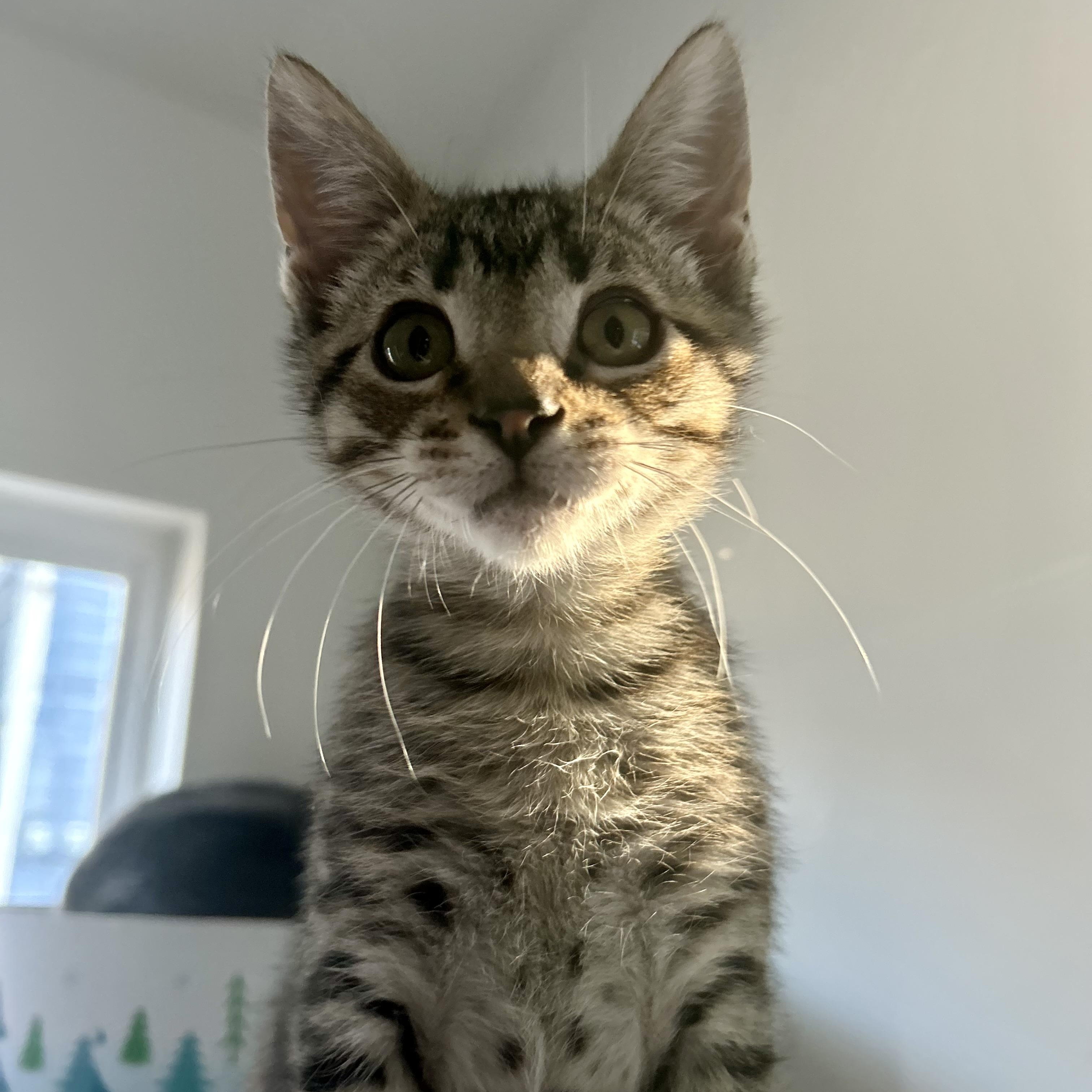 Sebastian & Santiago (bonded pair)